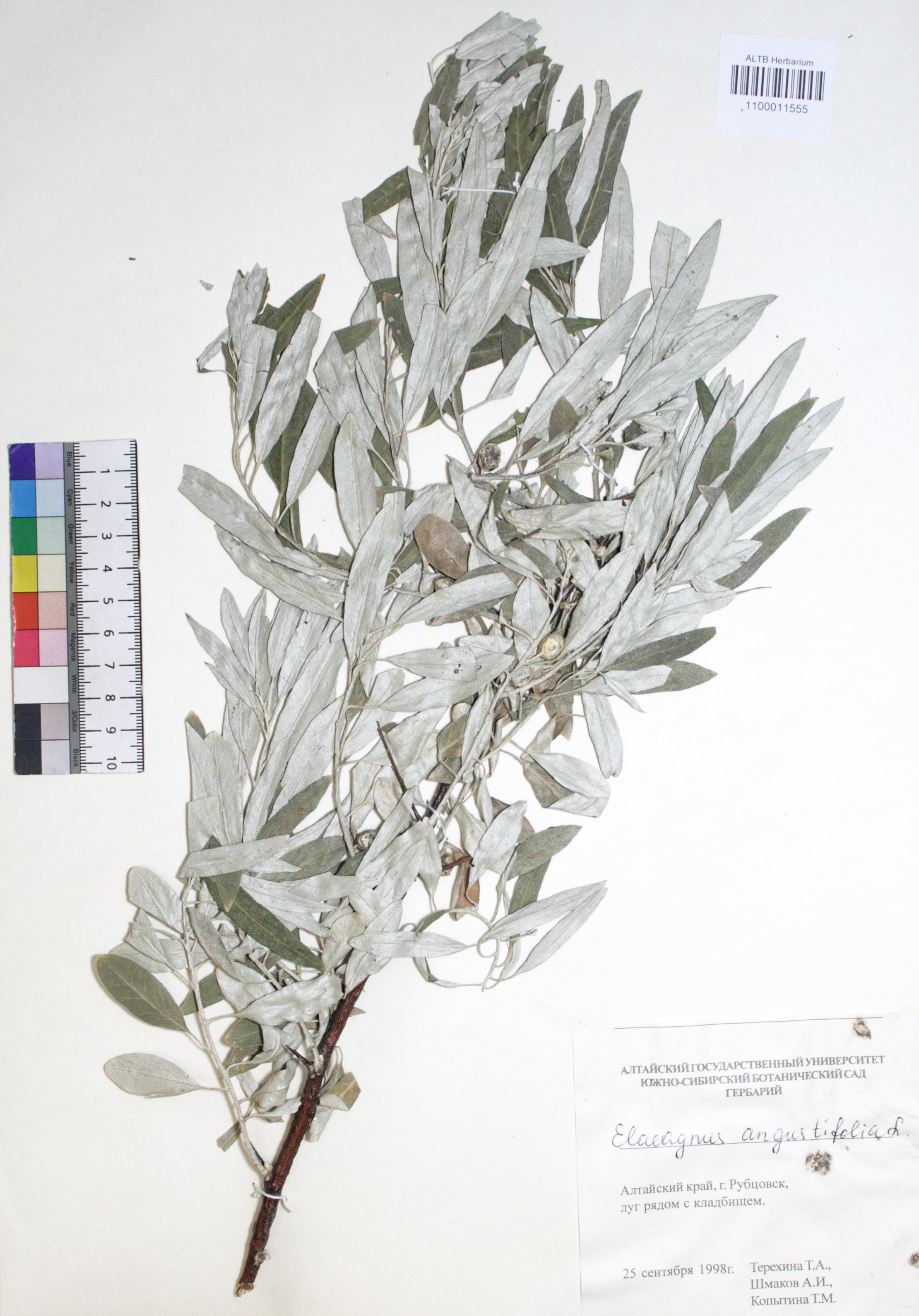 Elaeagnus angustifolia L.