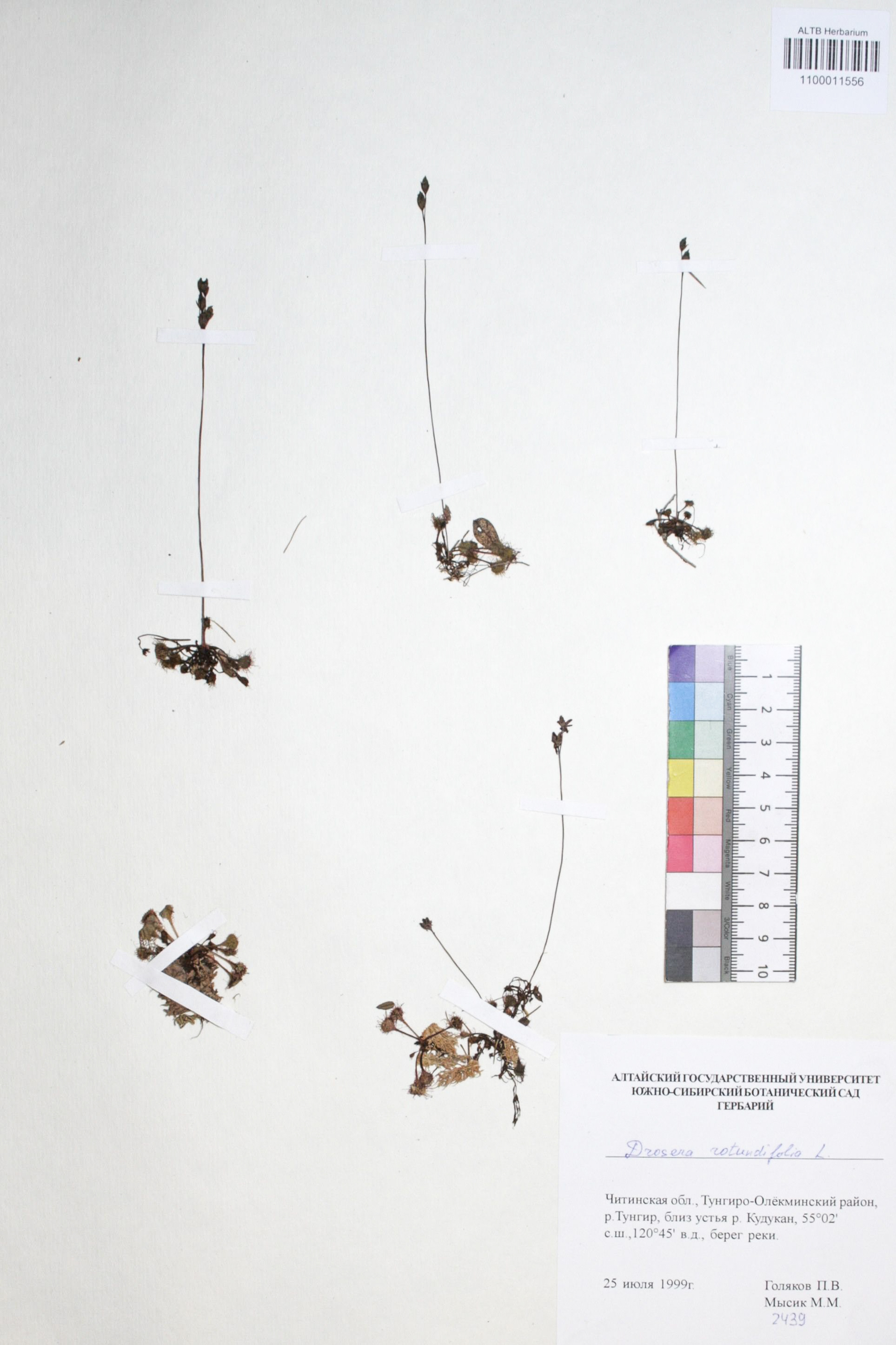 Drosera rotundifolia L.