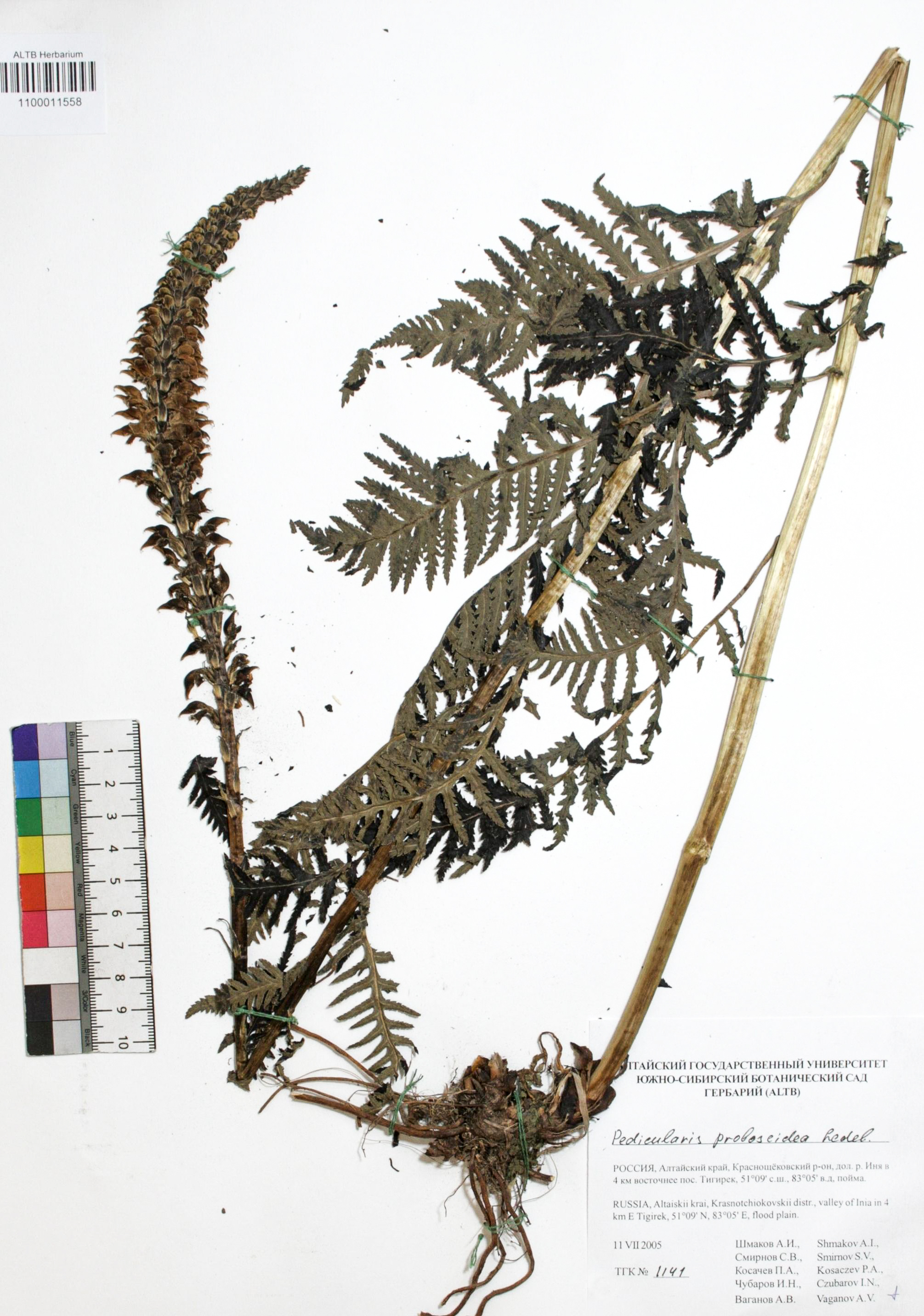 Pedicularis proboscidea Steven