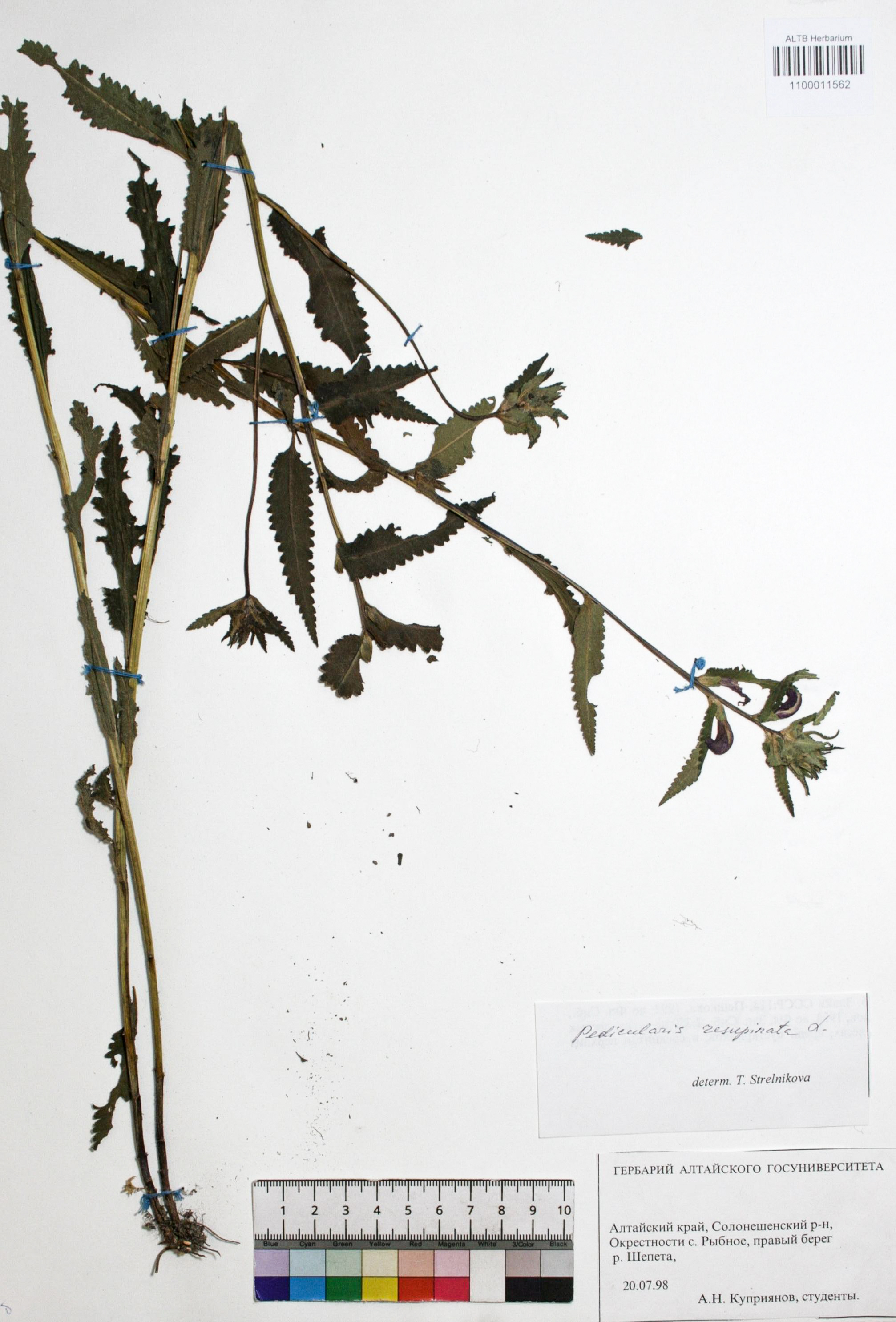 Pedicularis resupinata L.