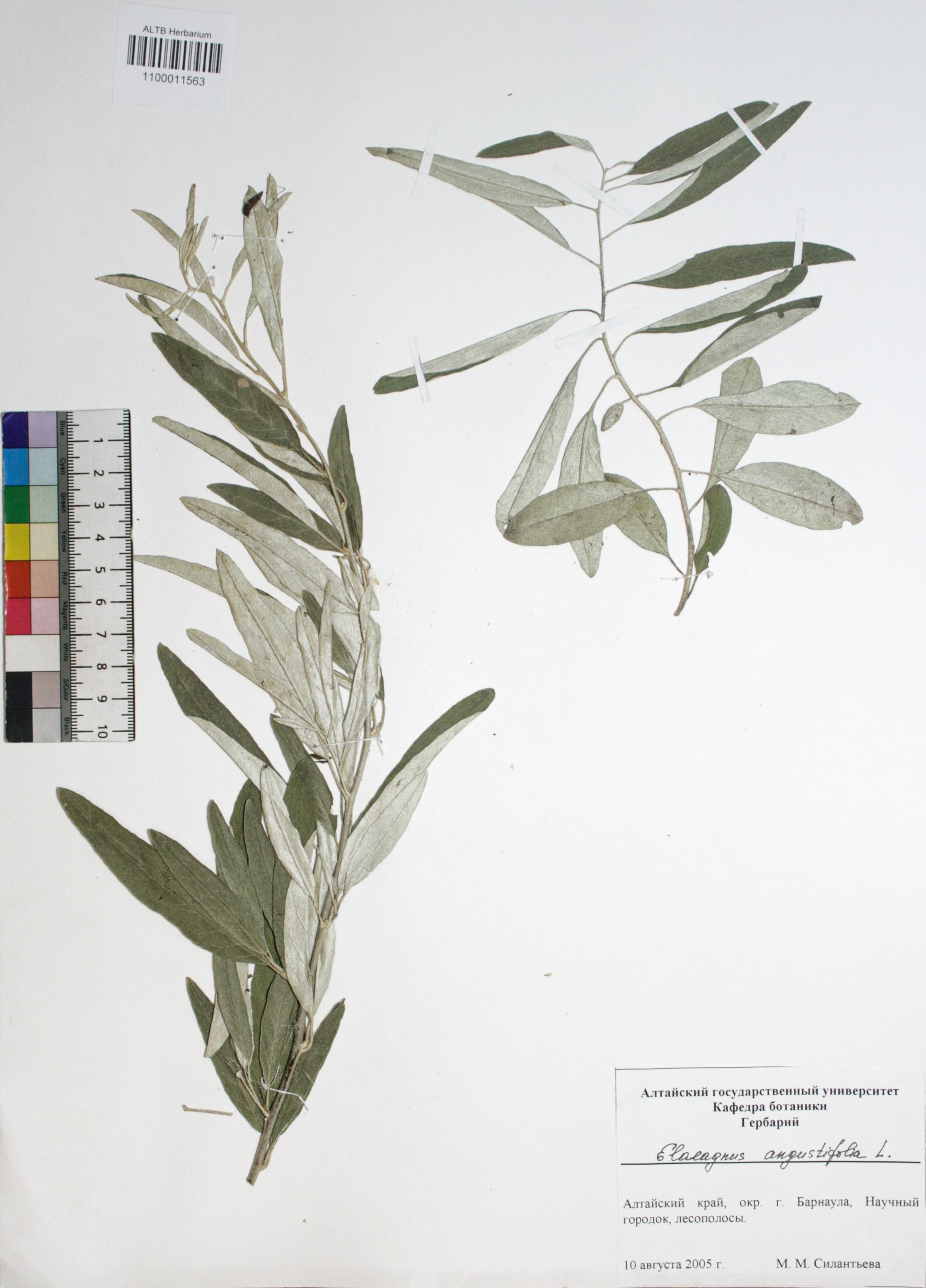 Elaeagnus angustifolia L.