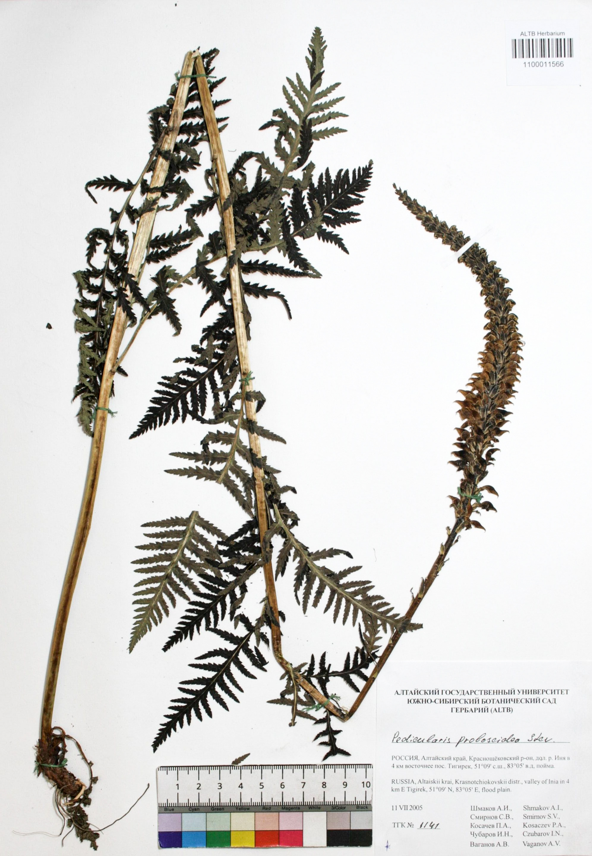 Pedicularis proboscidea Steven