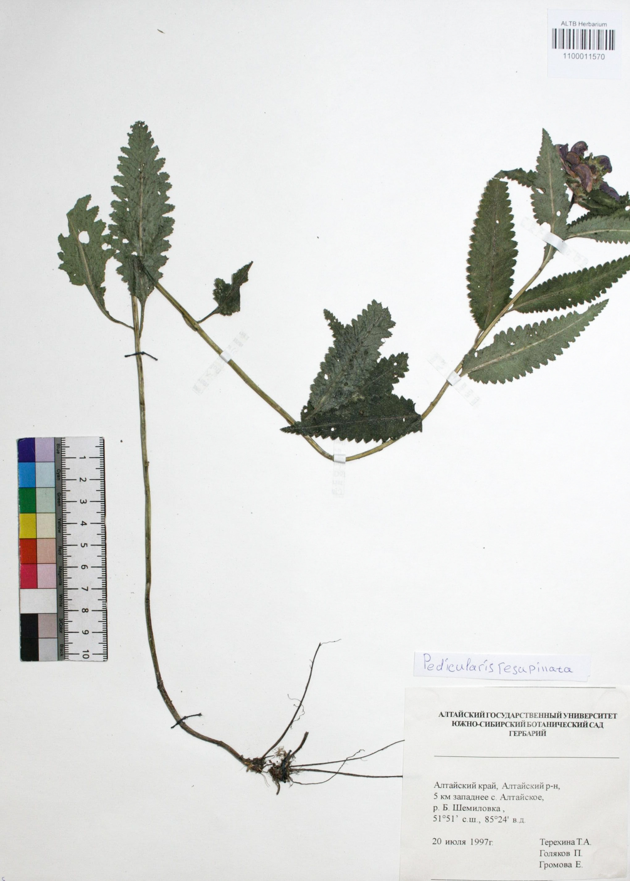 Pedicularis resupinata L.