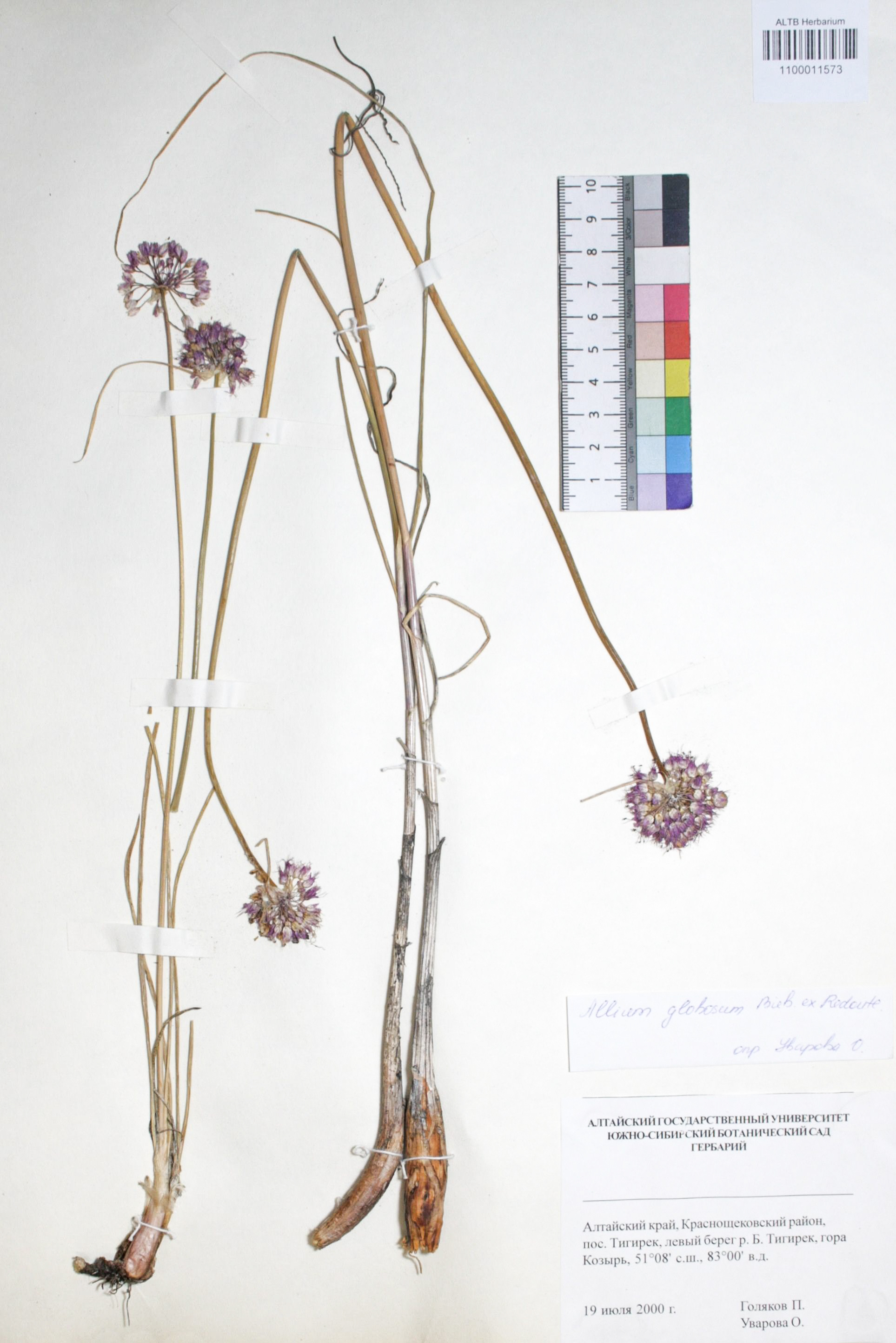 Allium globosum Bieb. ex Redout