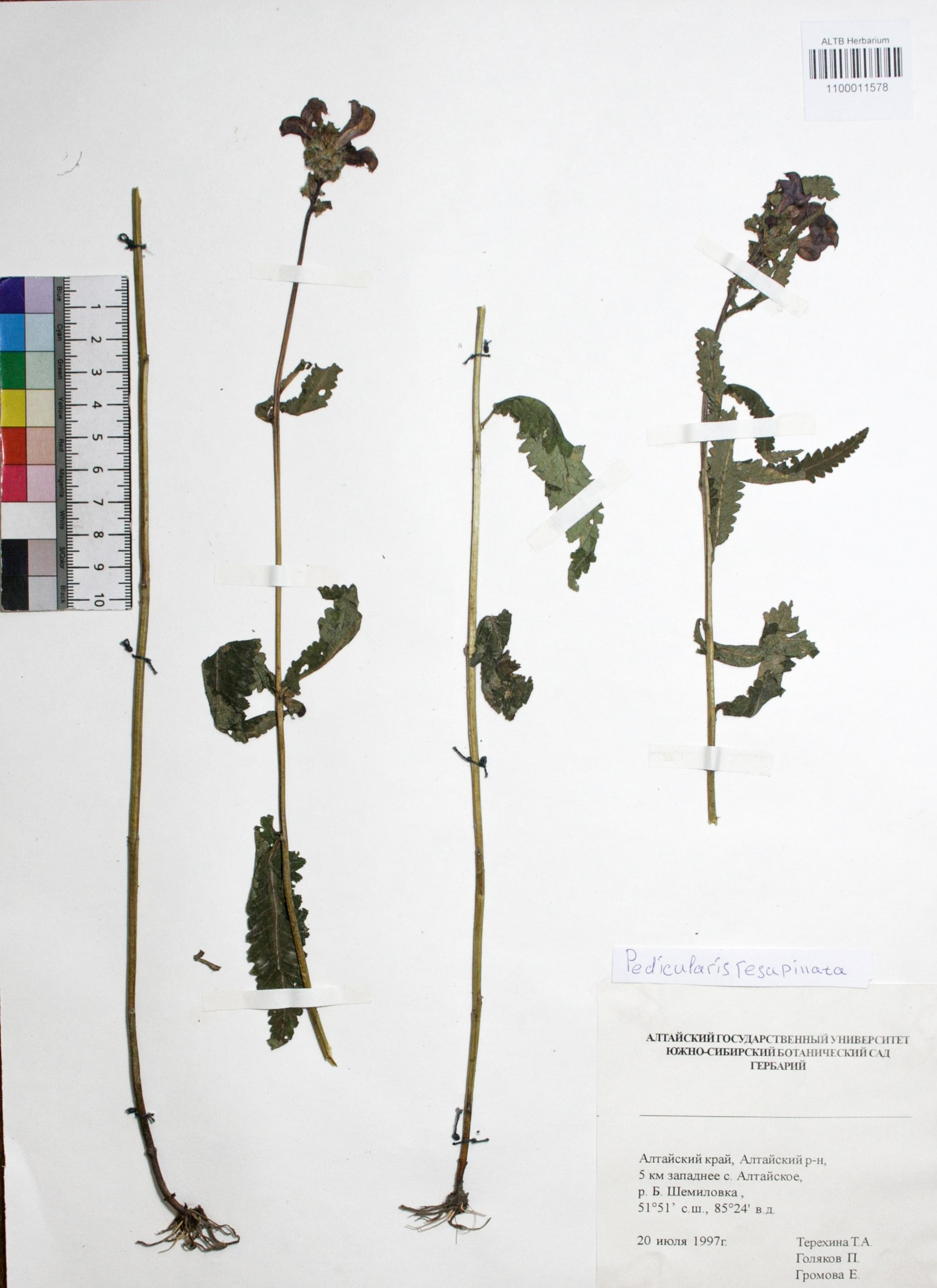 Pedicularis resupinata L.