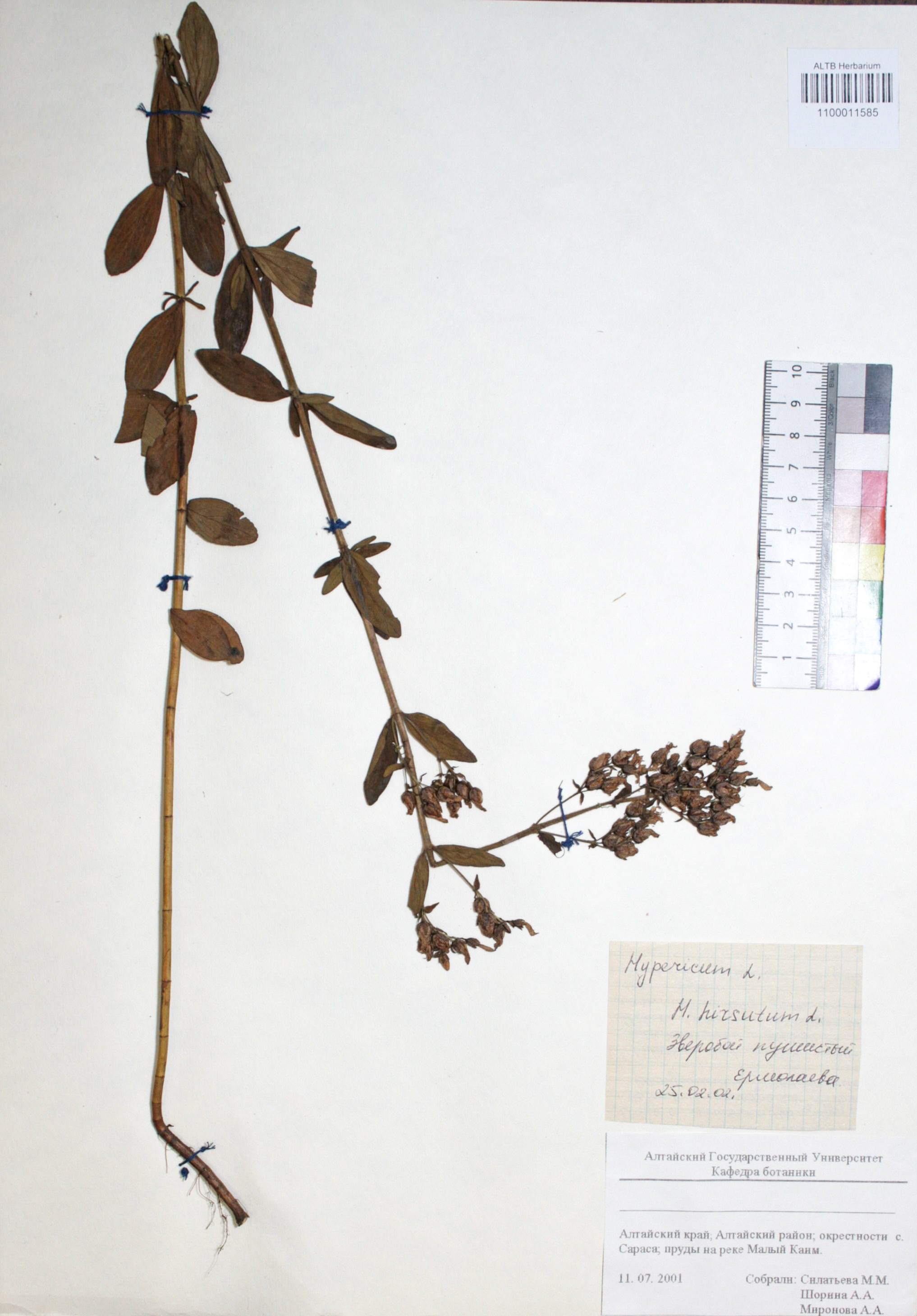 Hypericum hirsutum L.