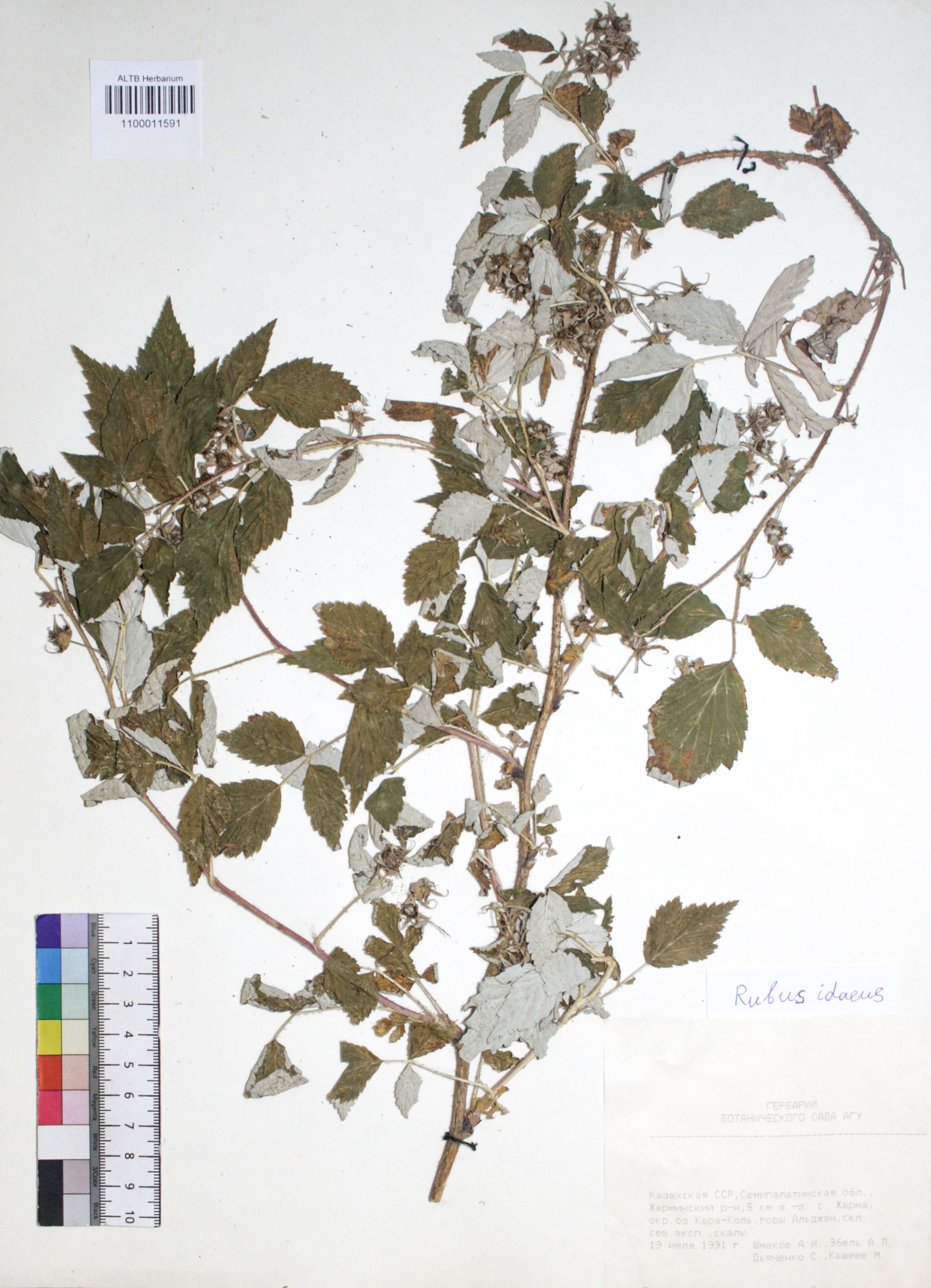 Rubus idaeus L.