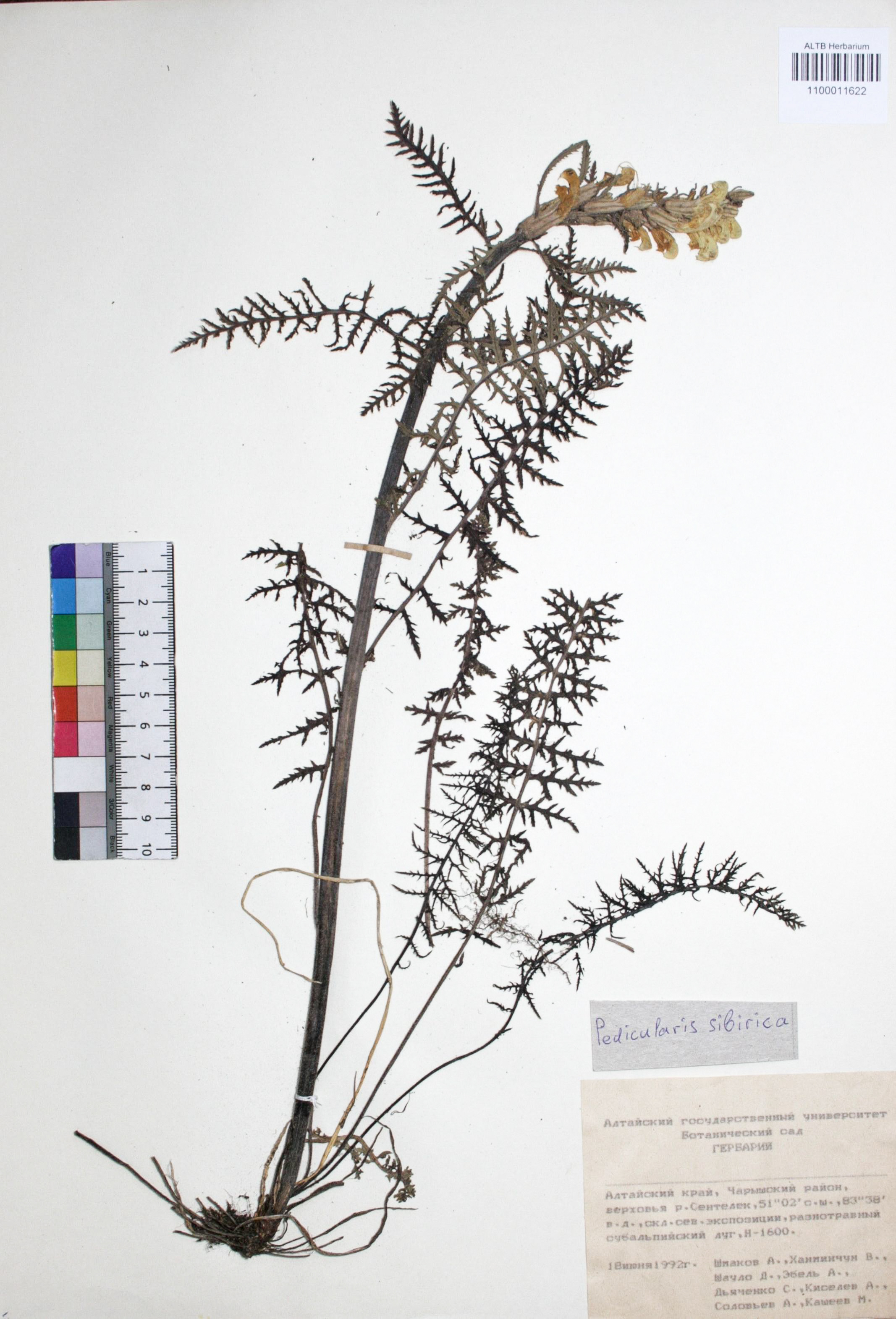 Pedicularis sibirica Vved.