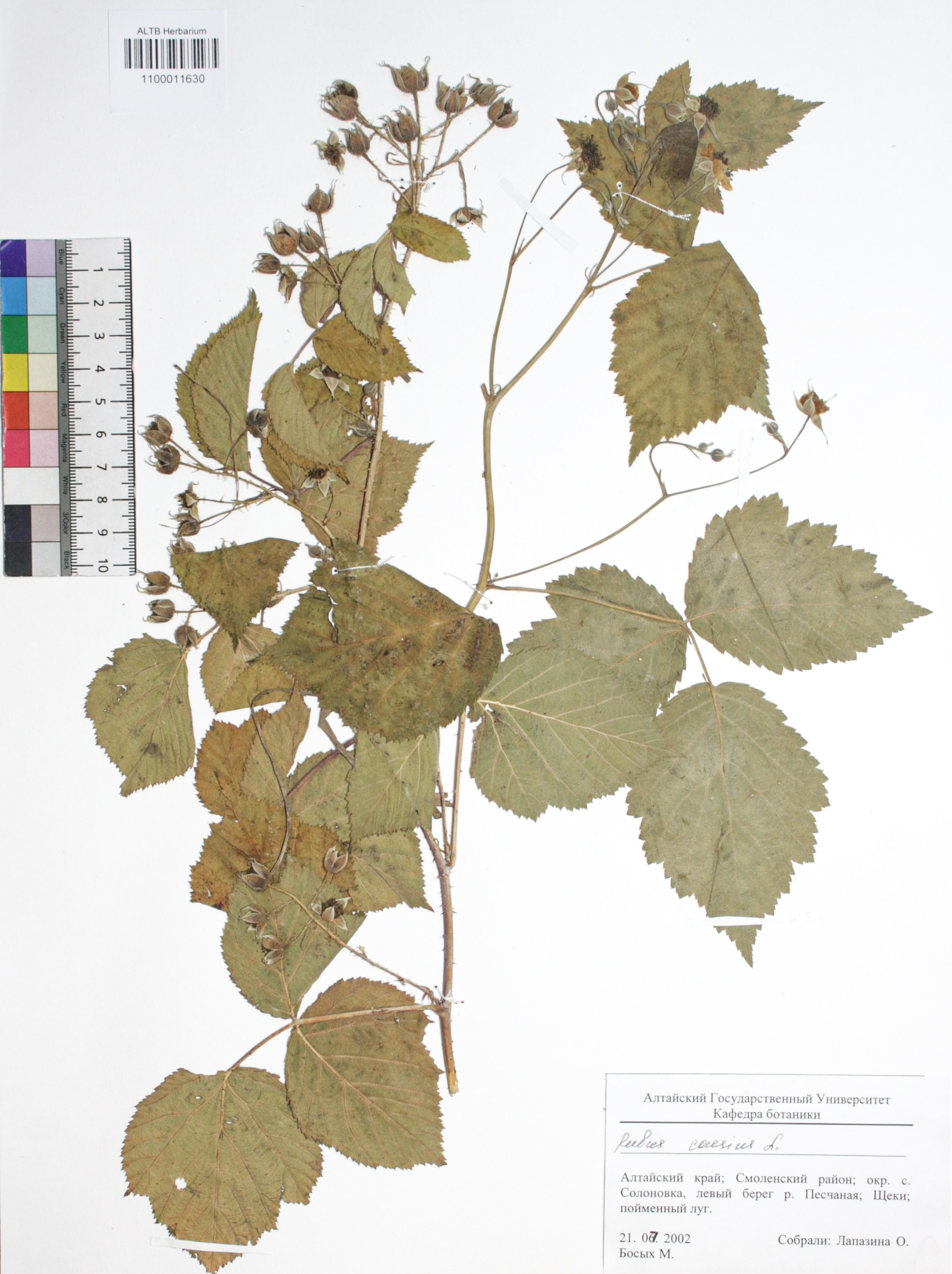 Rubus caesius L.