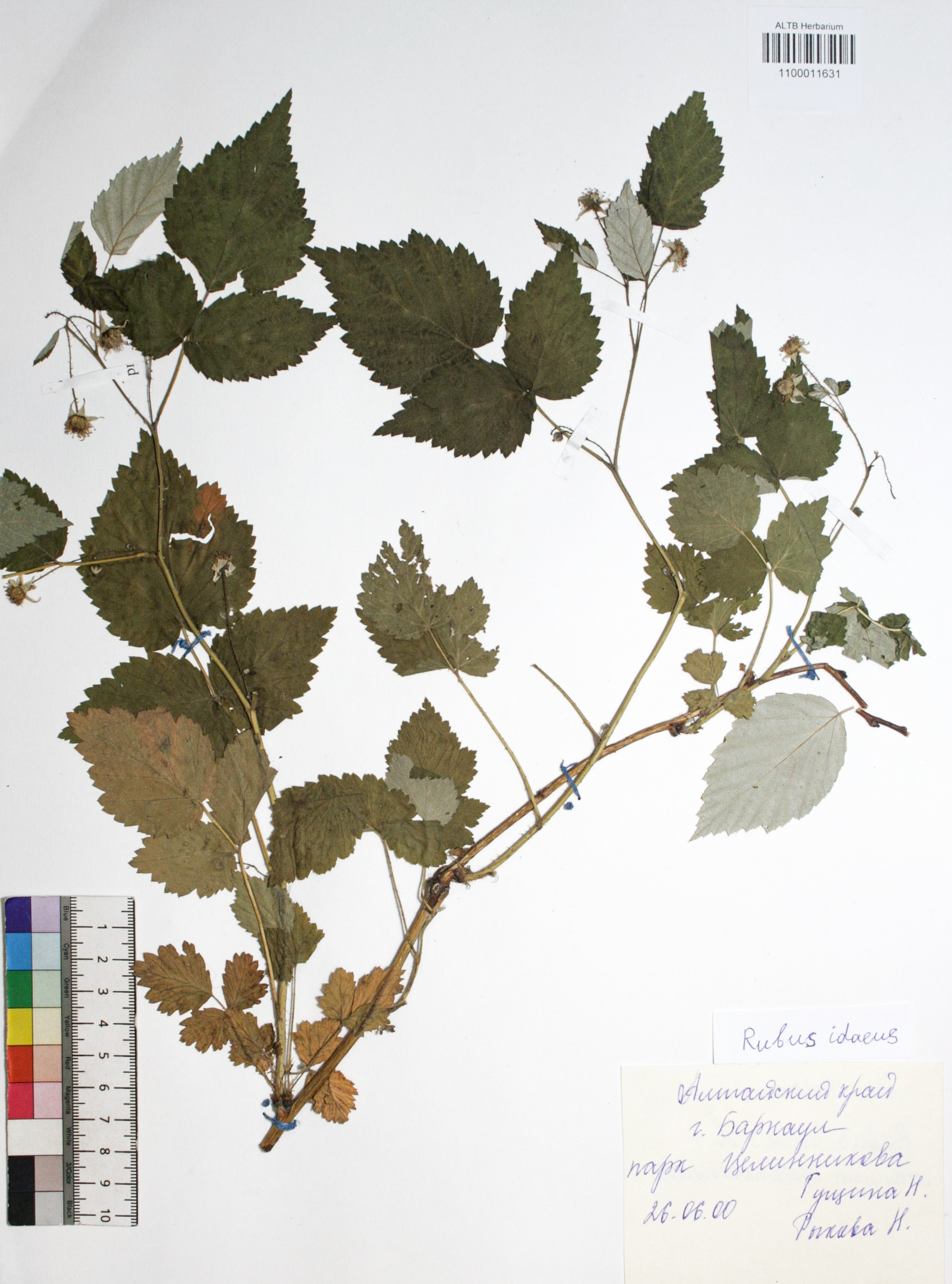 Rubus idaeus L.