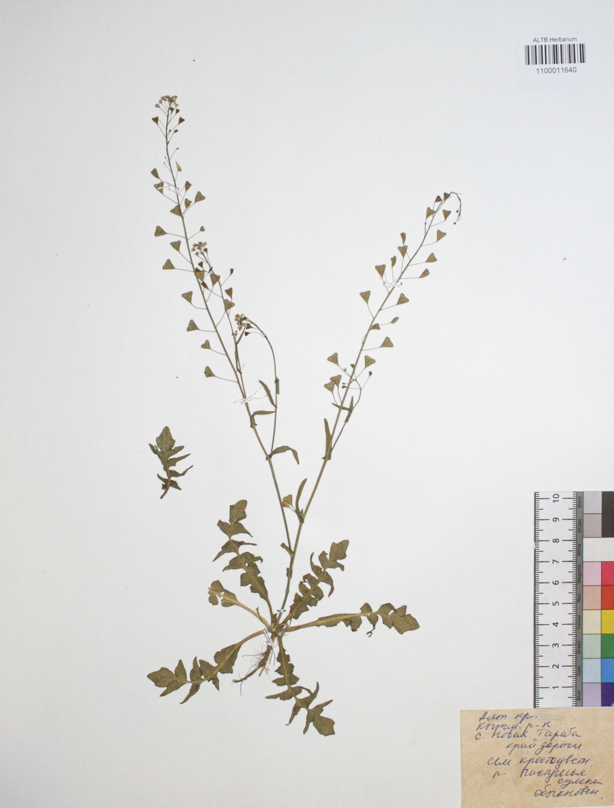 Capsella bursa-pastoris (L.) Medik.