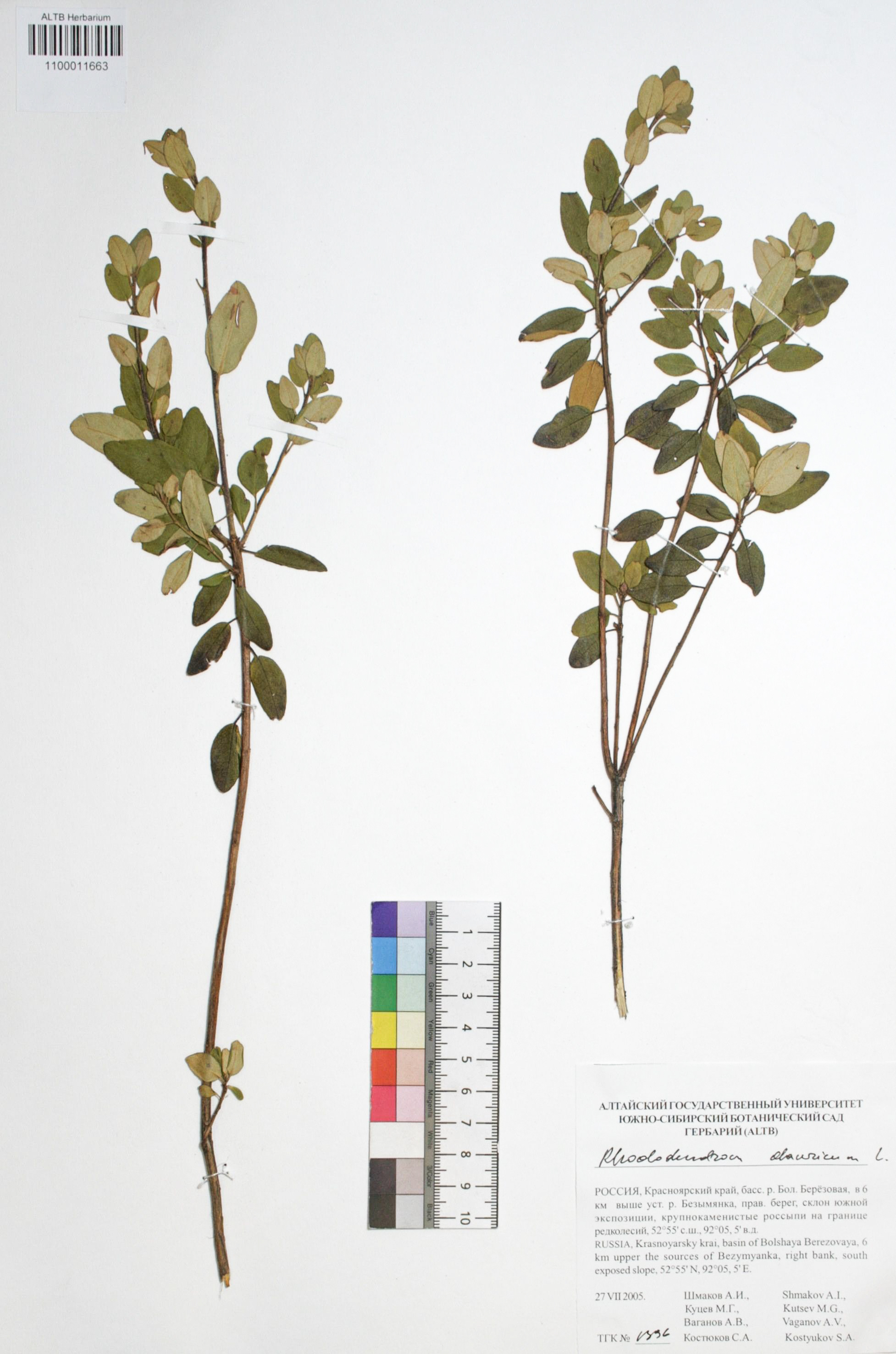 Rhododendron dahuricum L.