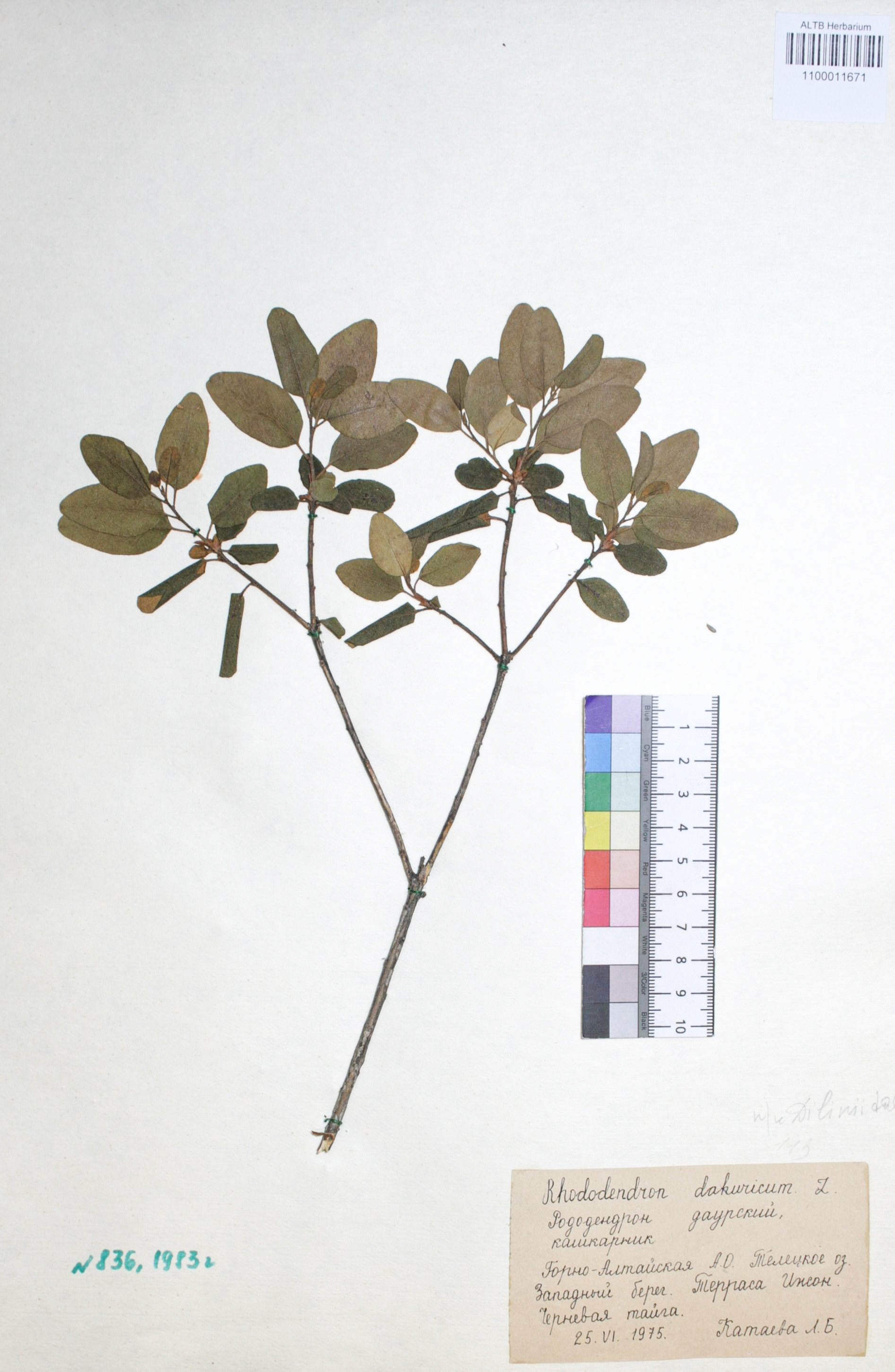 Rhododendron dahuricum L.