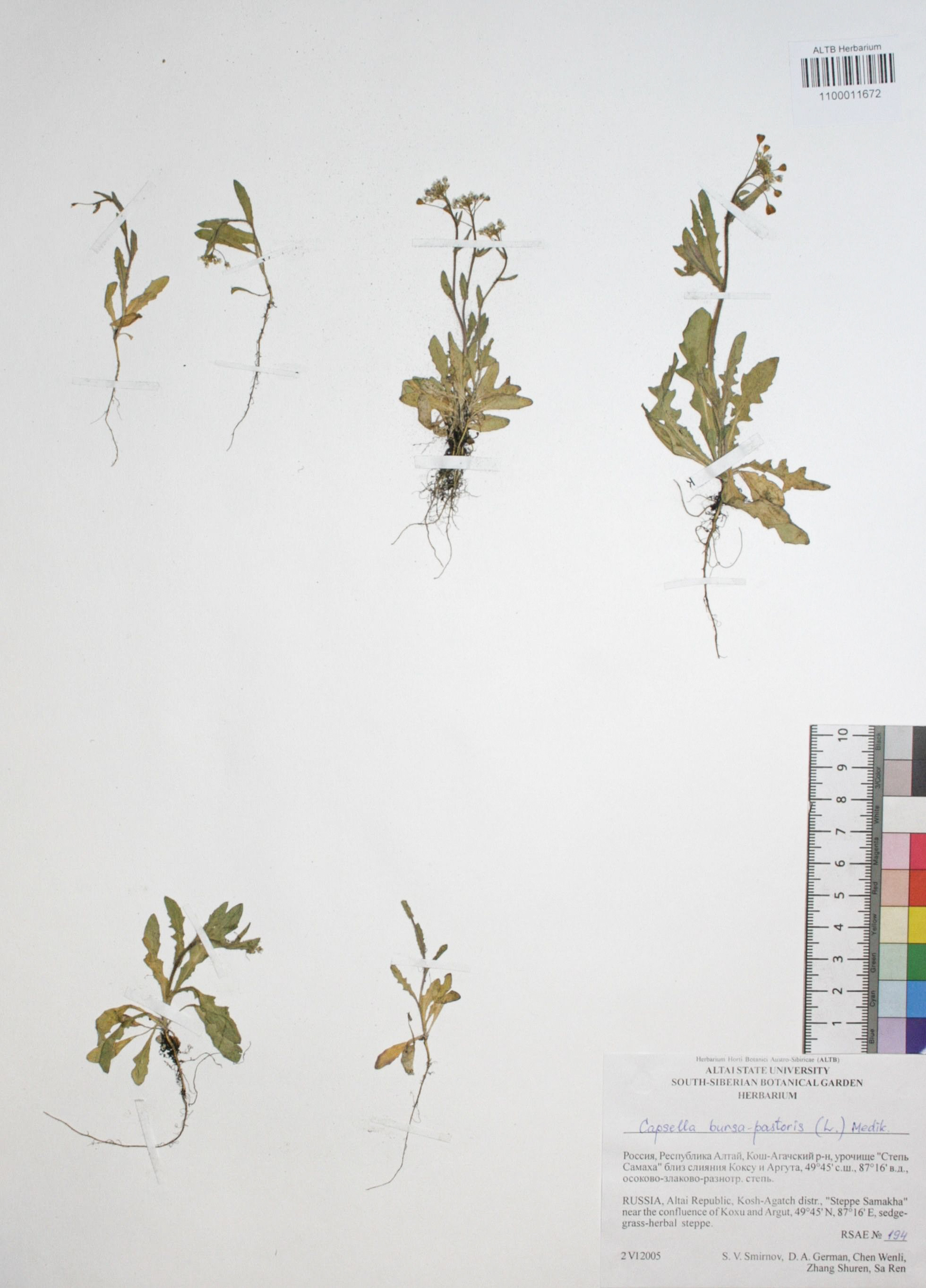 Capsella bursa-pastoris (L.) Medik.