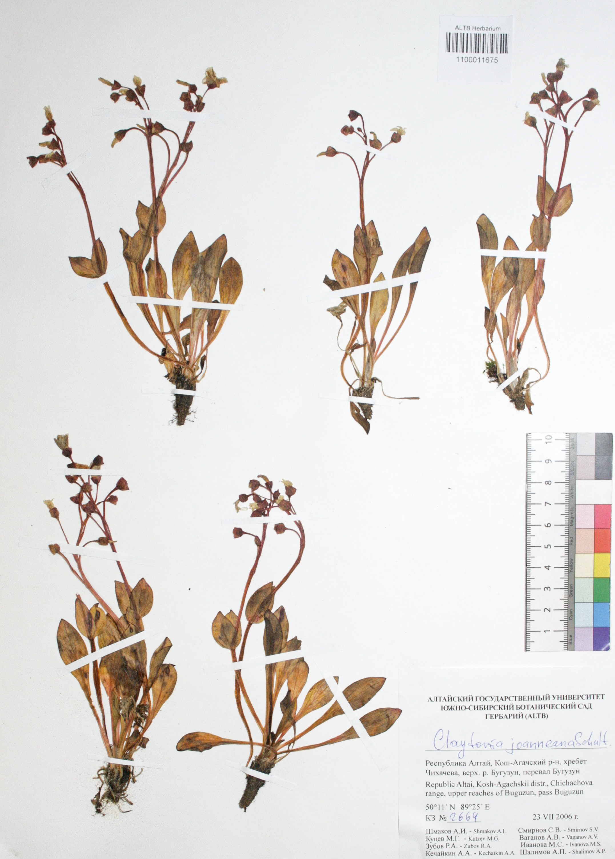 Claytonia joanneana Roem. et Schuh.