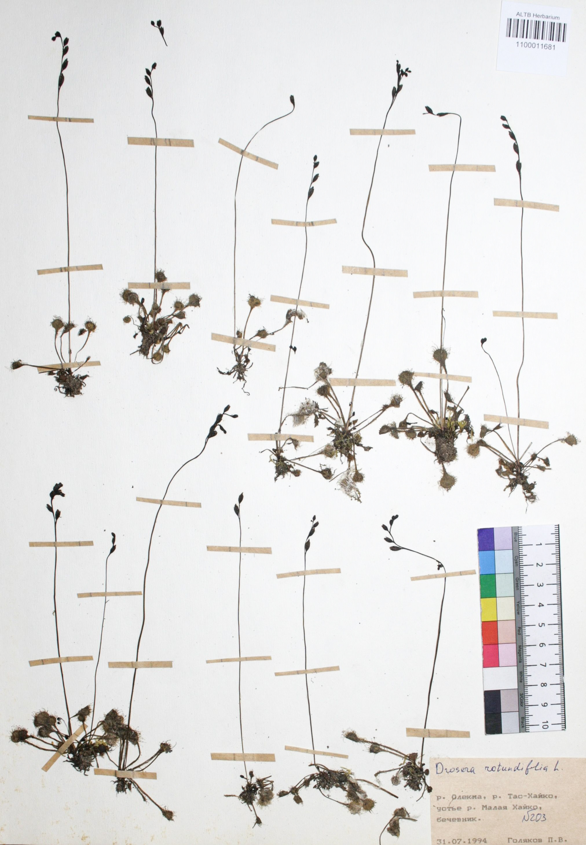 Drosera rotundifolia L.