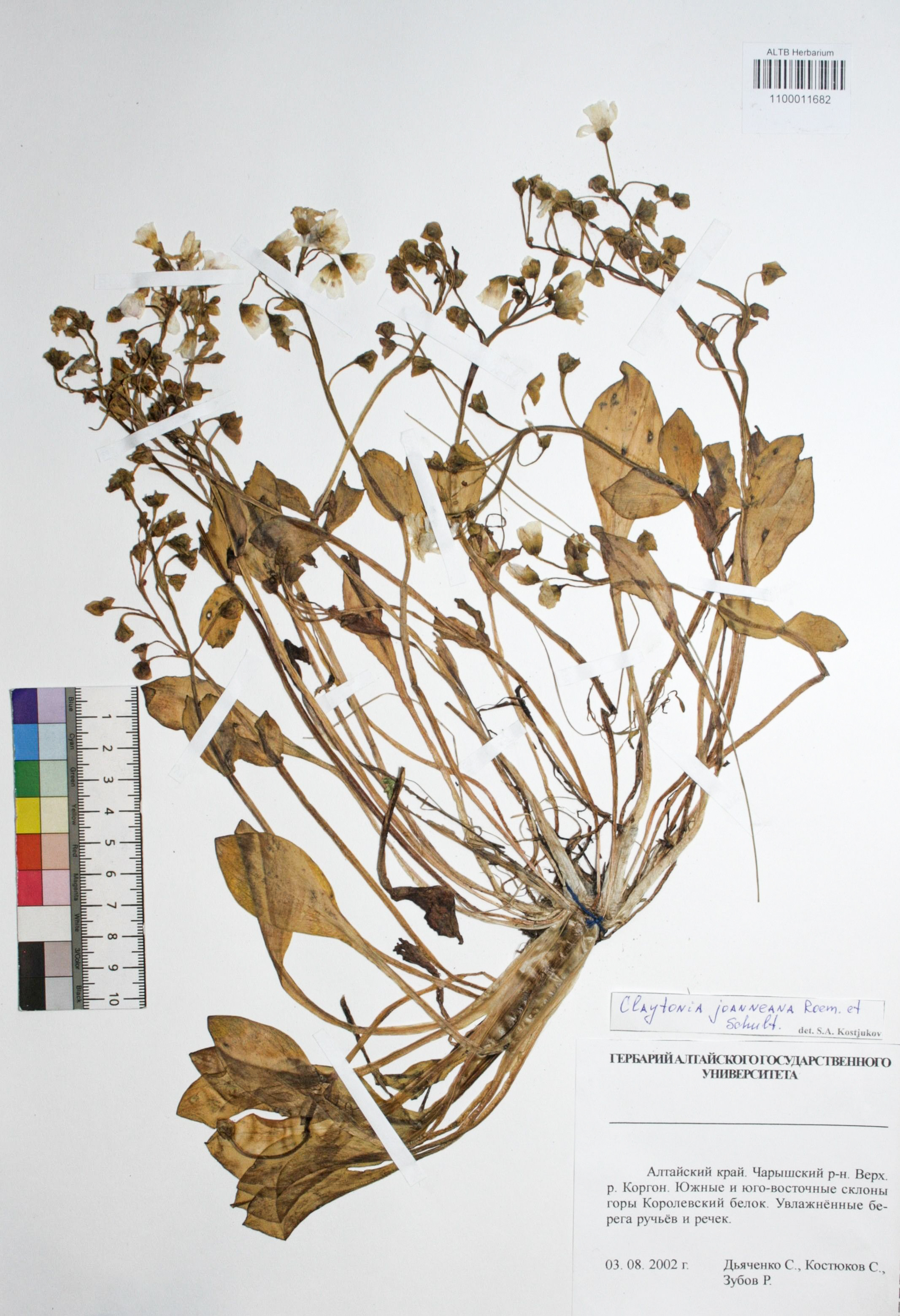 Claytonia joanneana Roem. et Schuh.