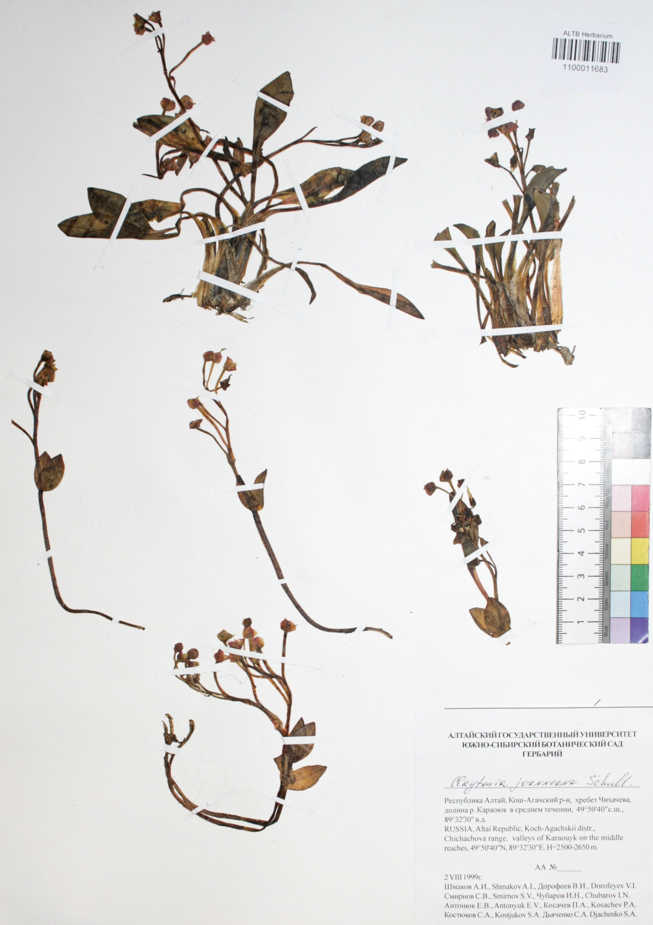 Claytonia joanneana Roem. et Schuh.