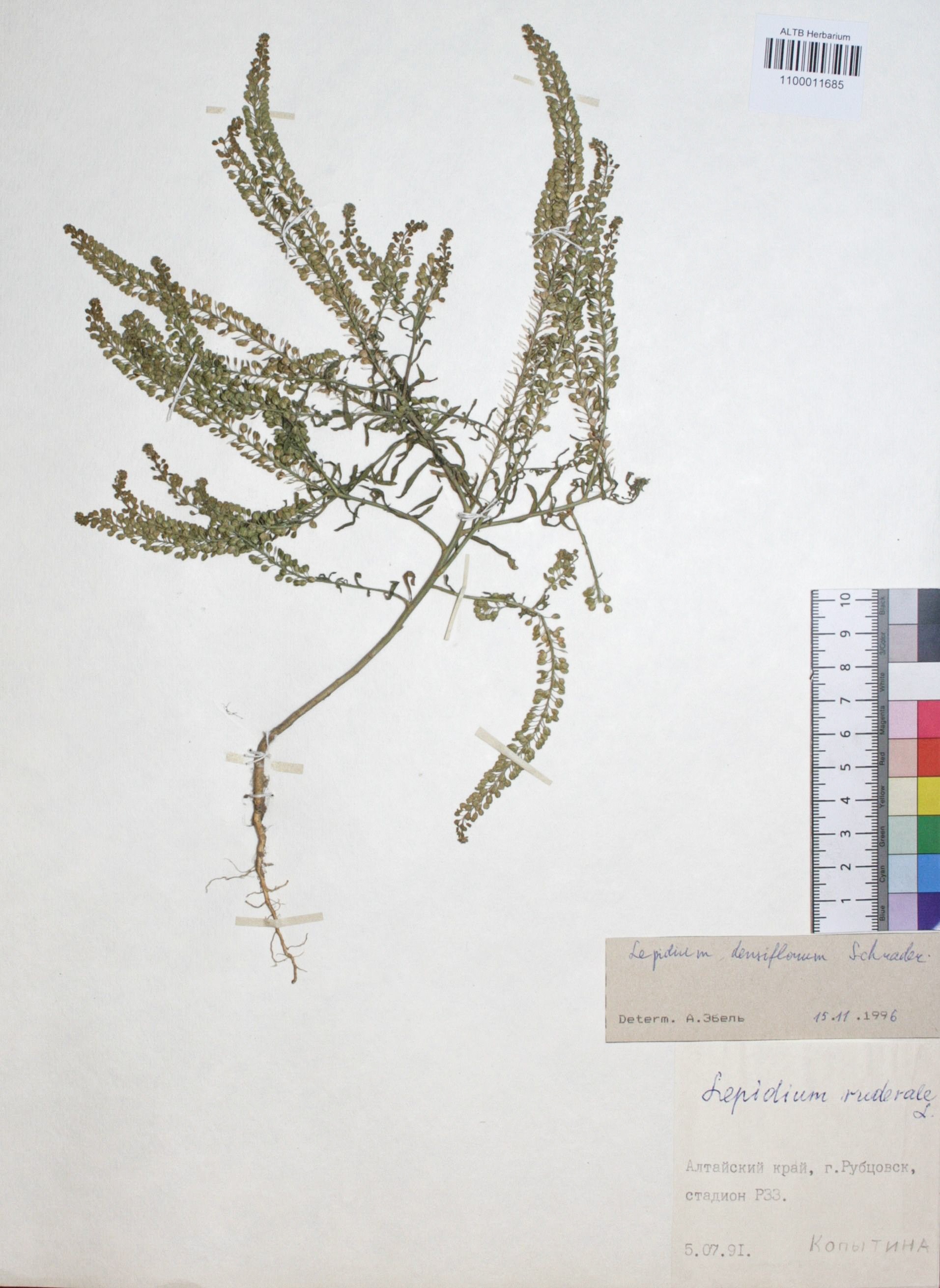 Lepidium densiflorum Schrad.