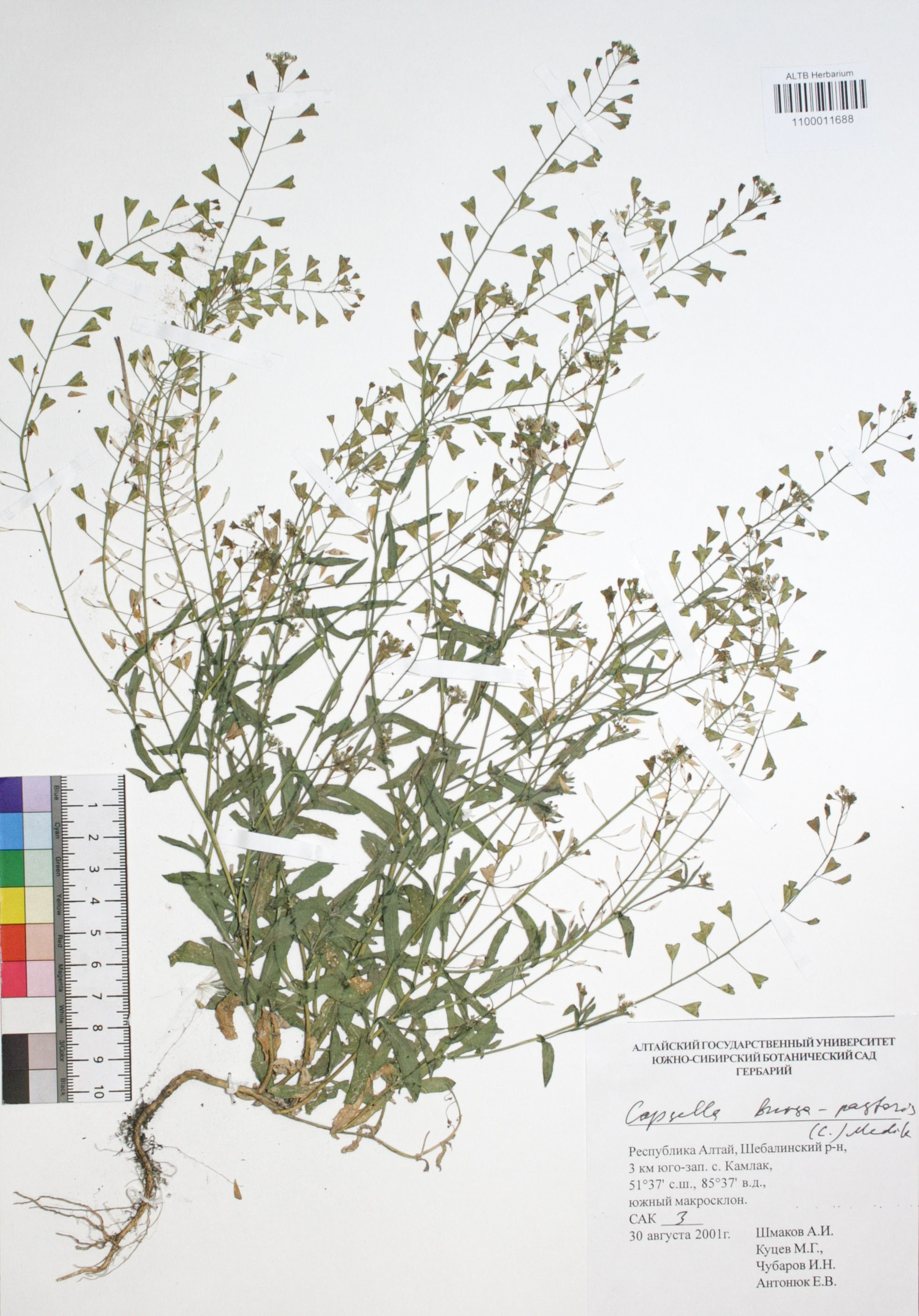 Capsella bursa-pastoris (L.) Medik.