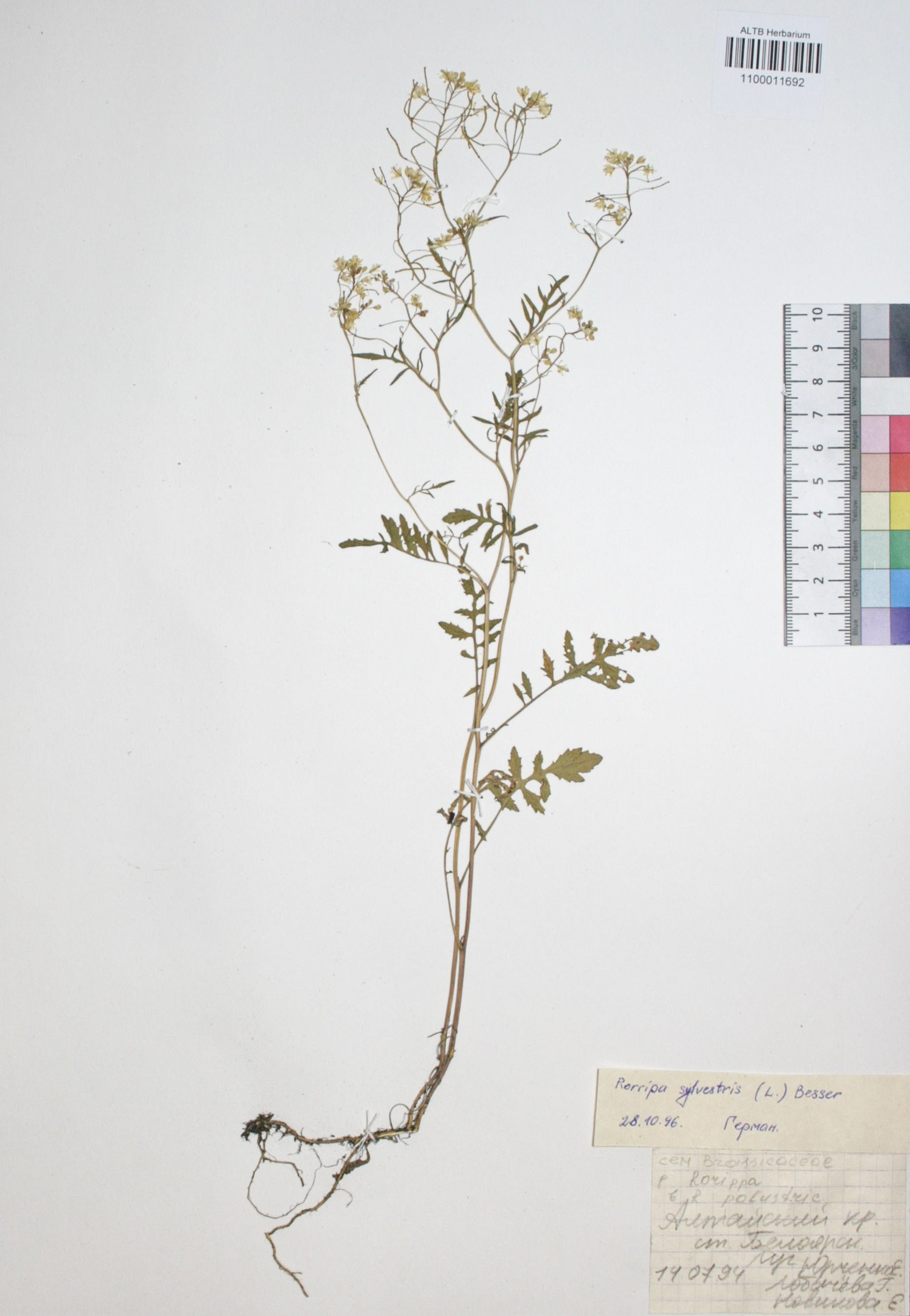 Rorippa sylvestris (L.) Besser