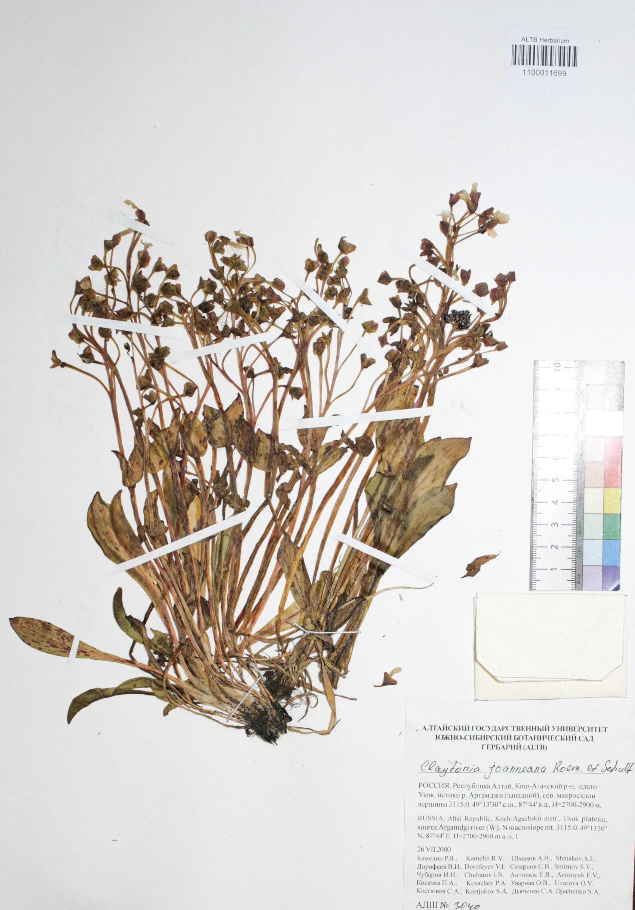 Claytonia joanneana Roem. et Schuh.