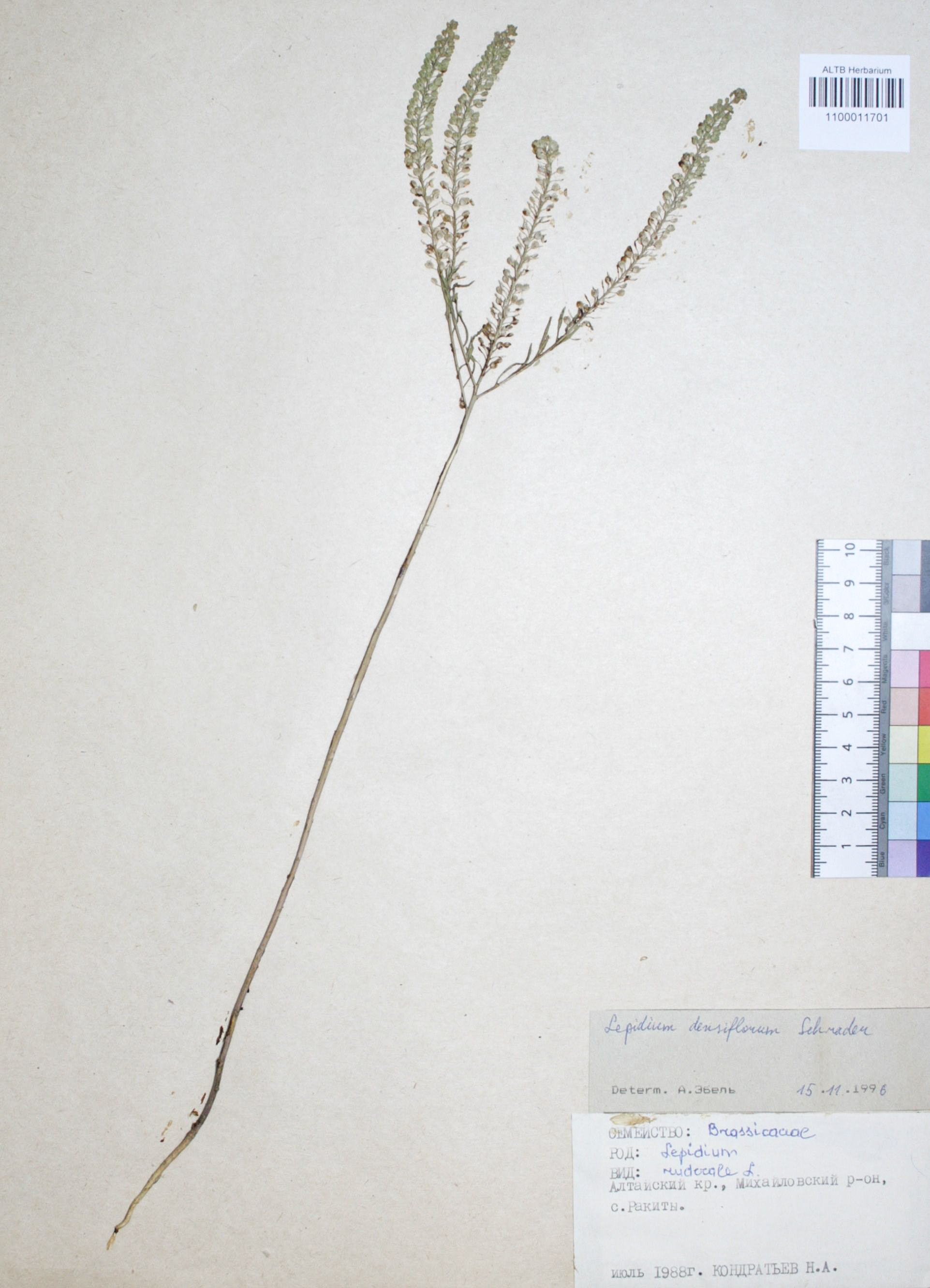 Lepidium densiflorum Schrad.