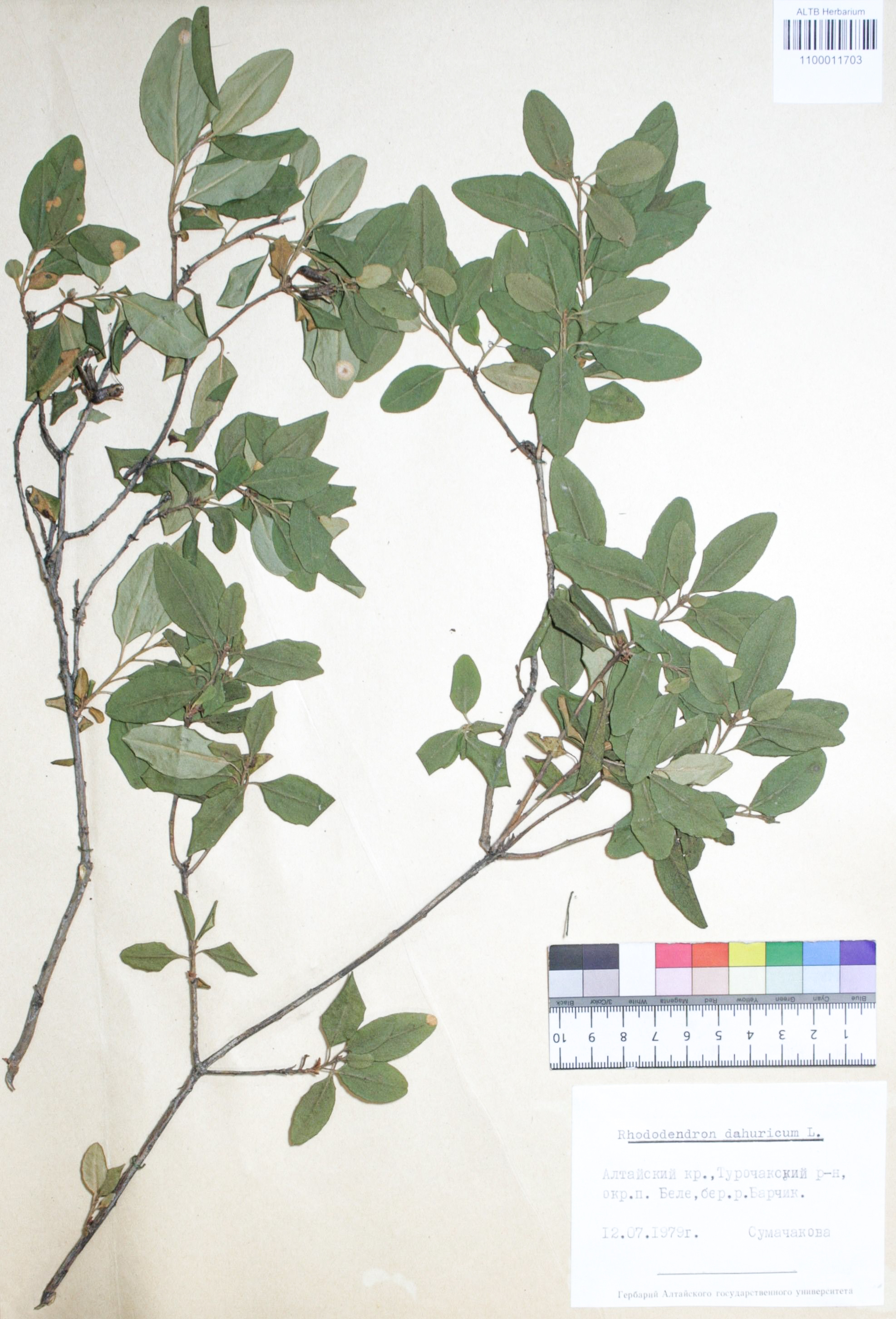 Rhododendron dahuricum L.