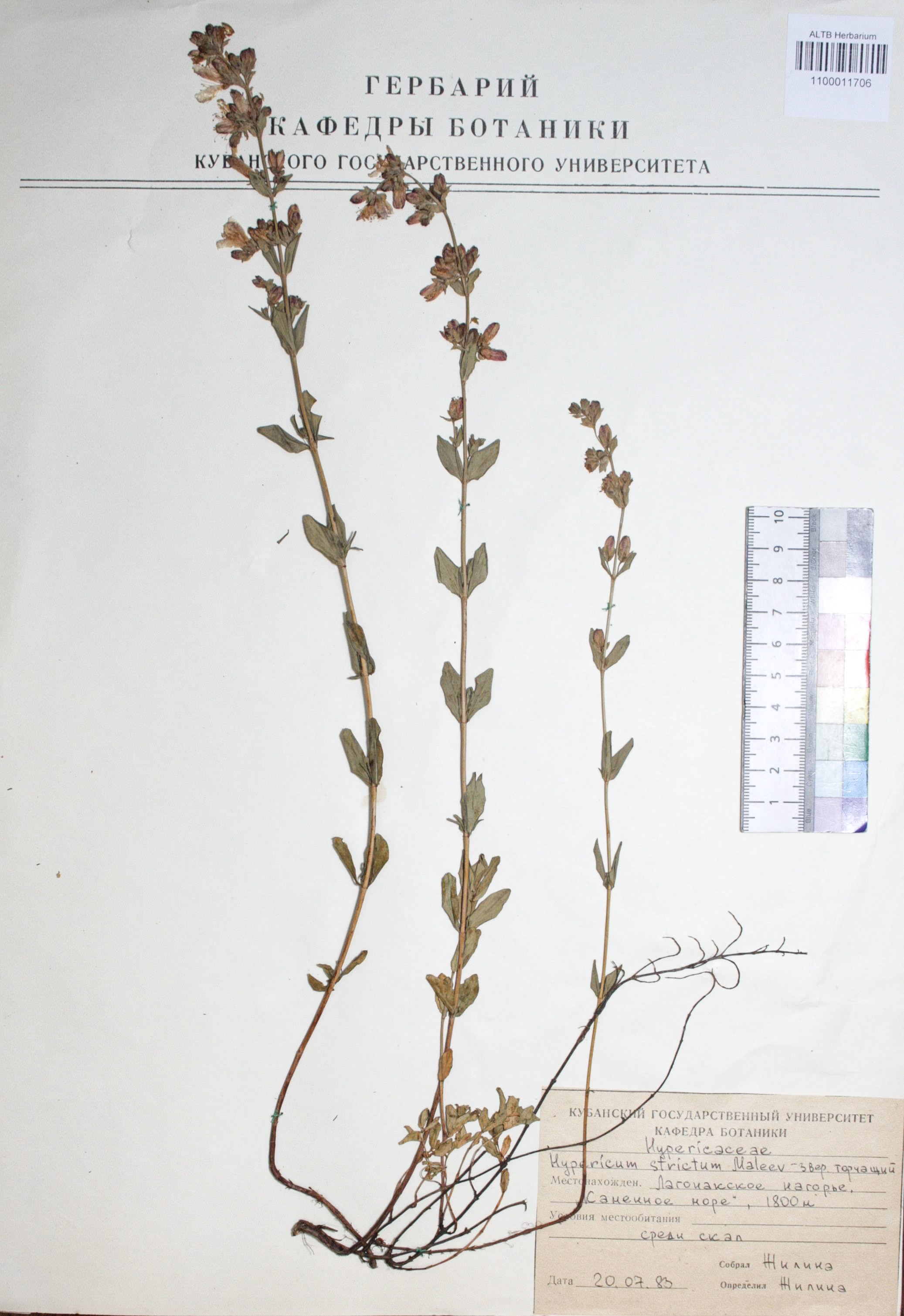 Hypericum strictum Malleev