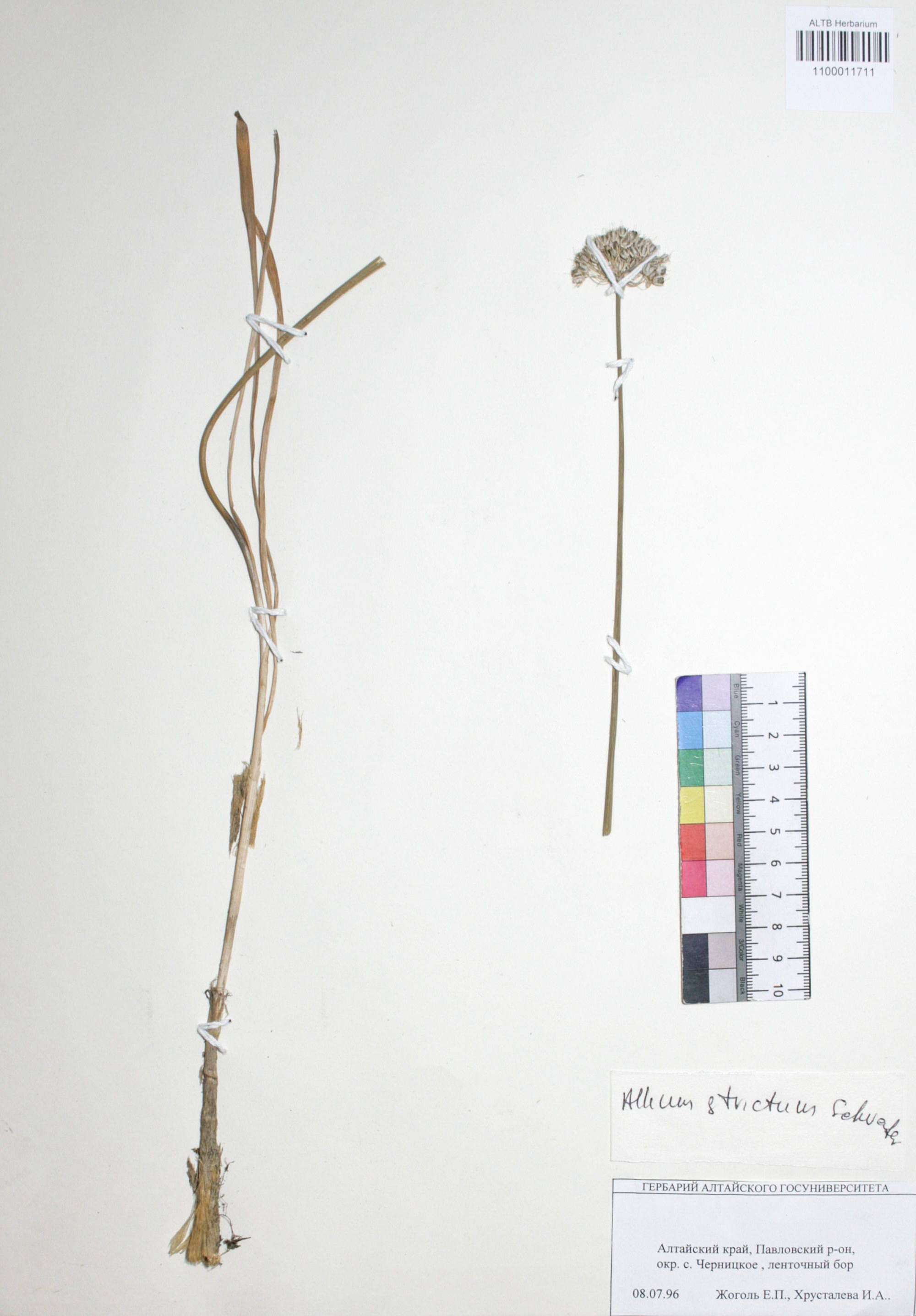 Allium strictum Schrad.