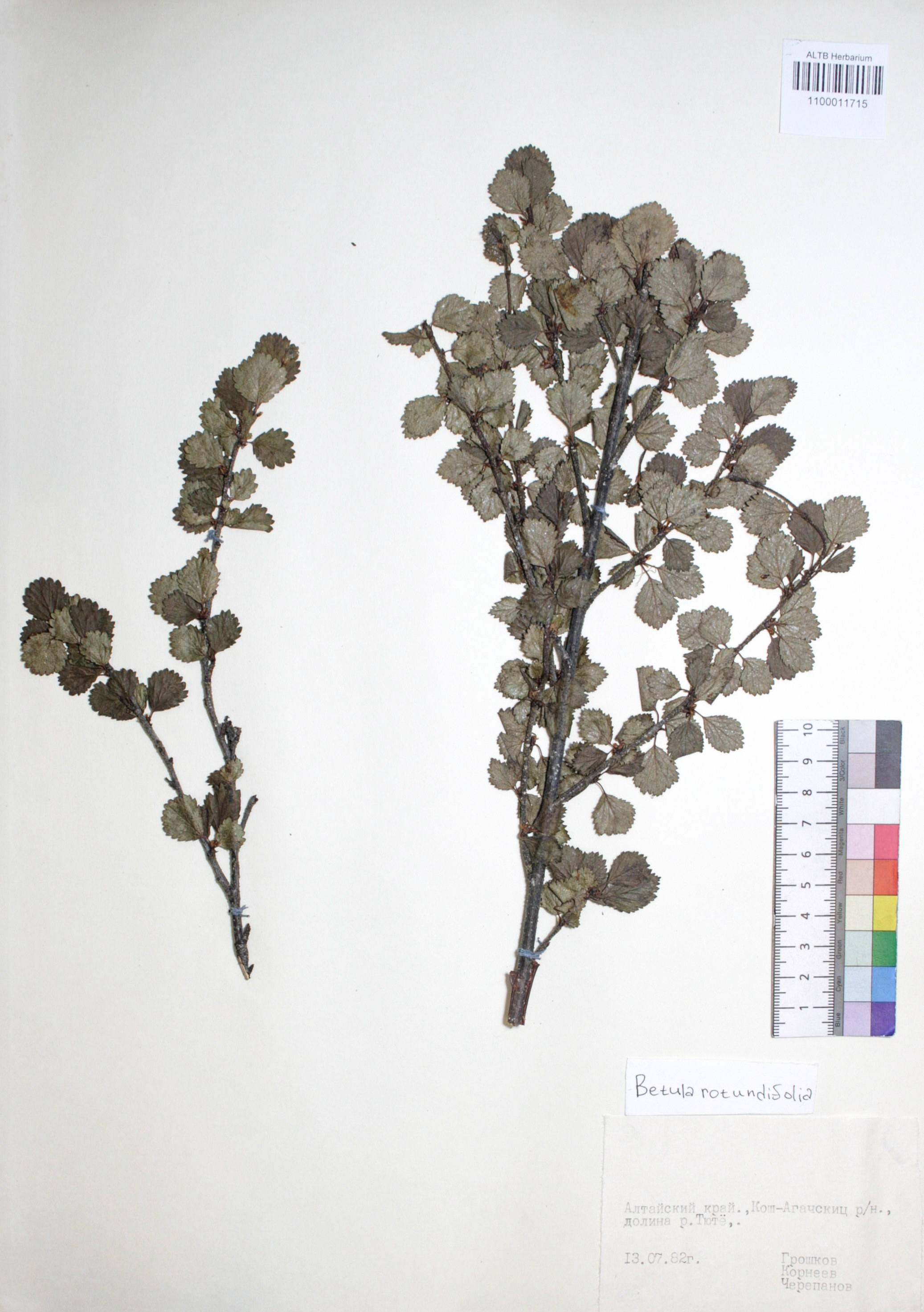 Betula rotundifolia Spach