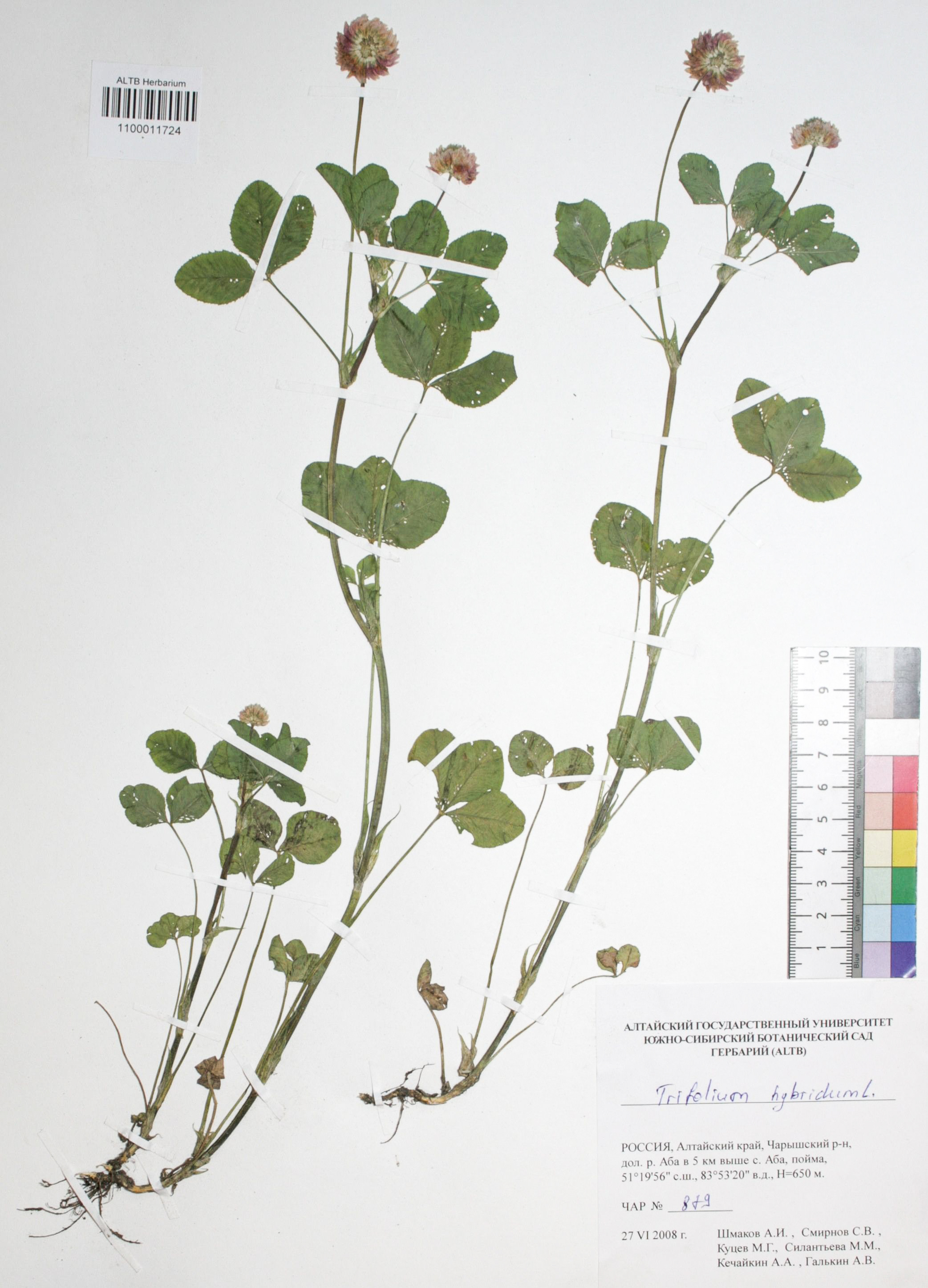 Trifolium hybridum L.
