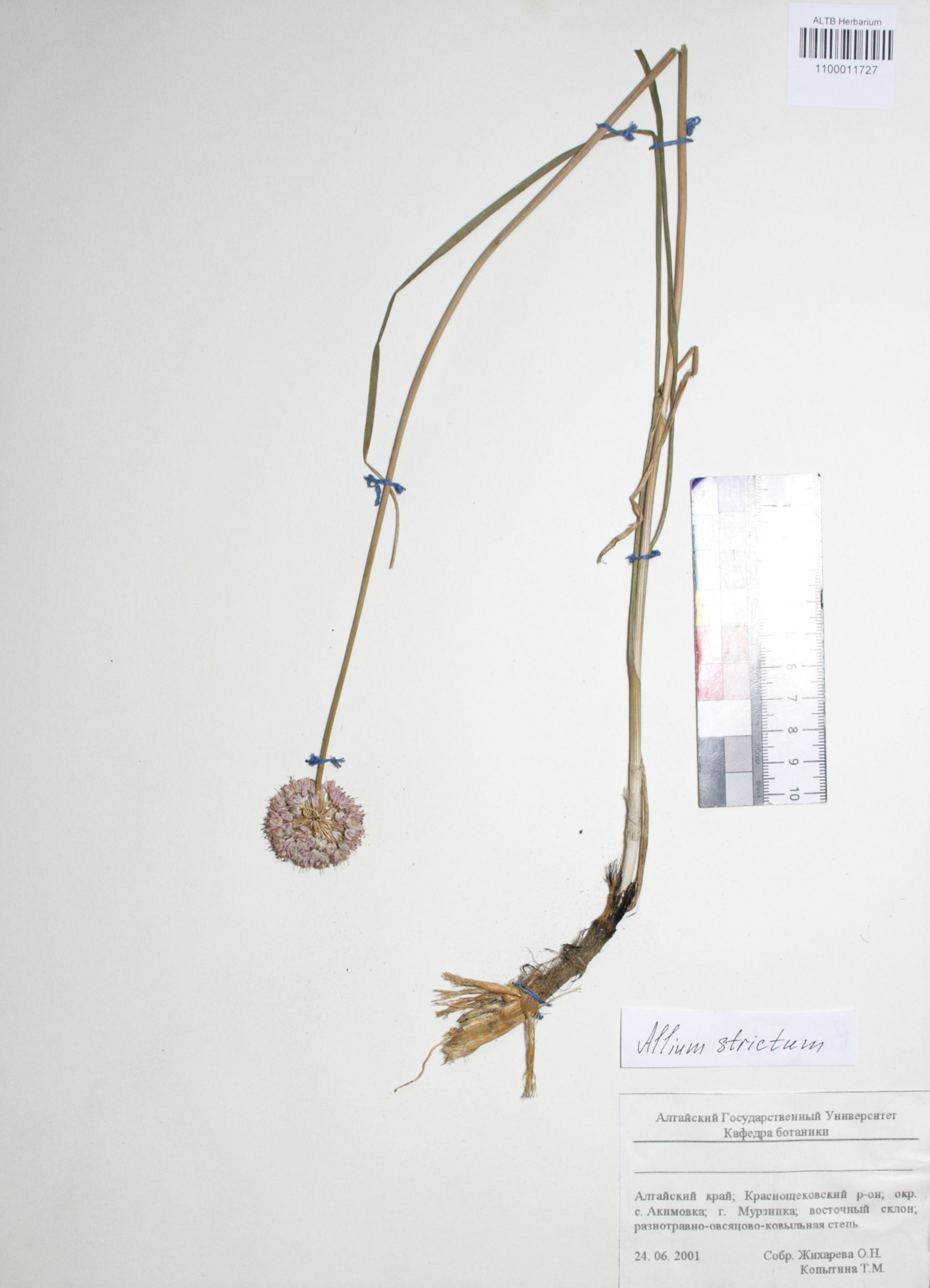 Allium strictum Schrad.