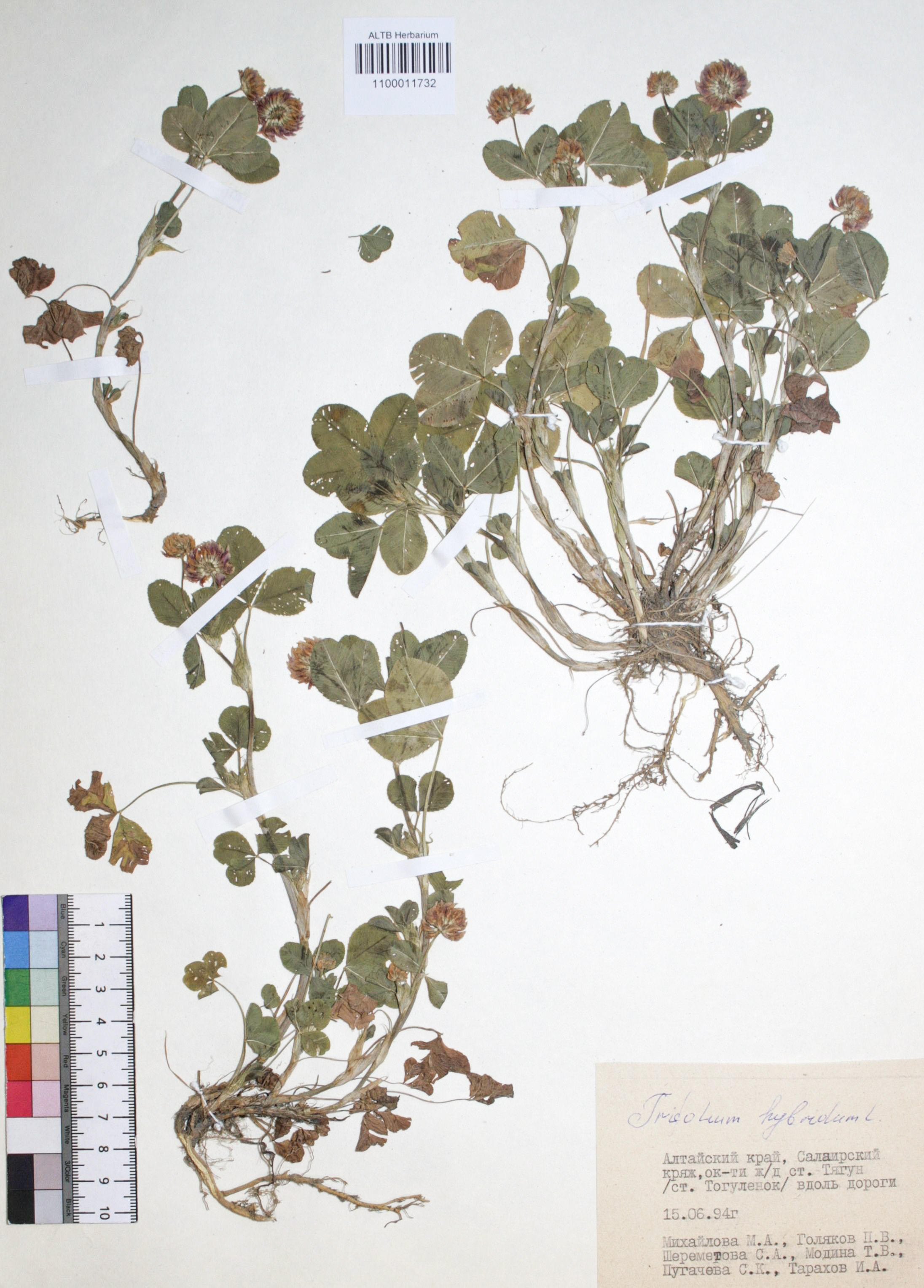 Trifolium hybridum L.