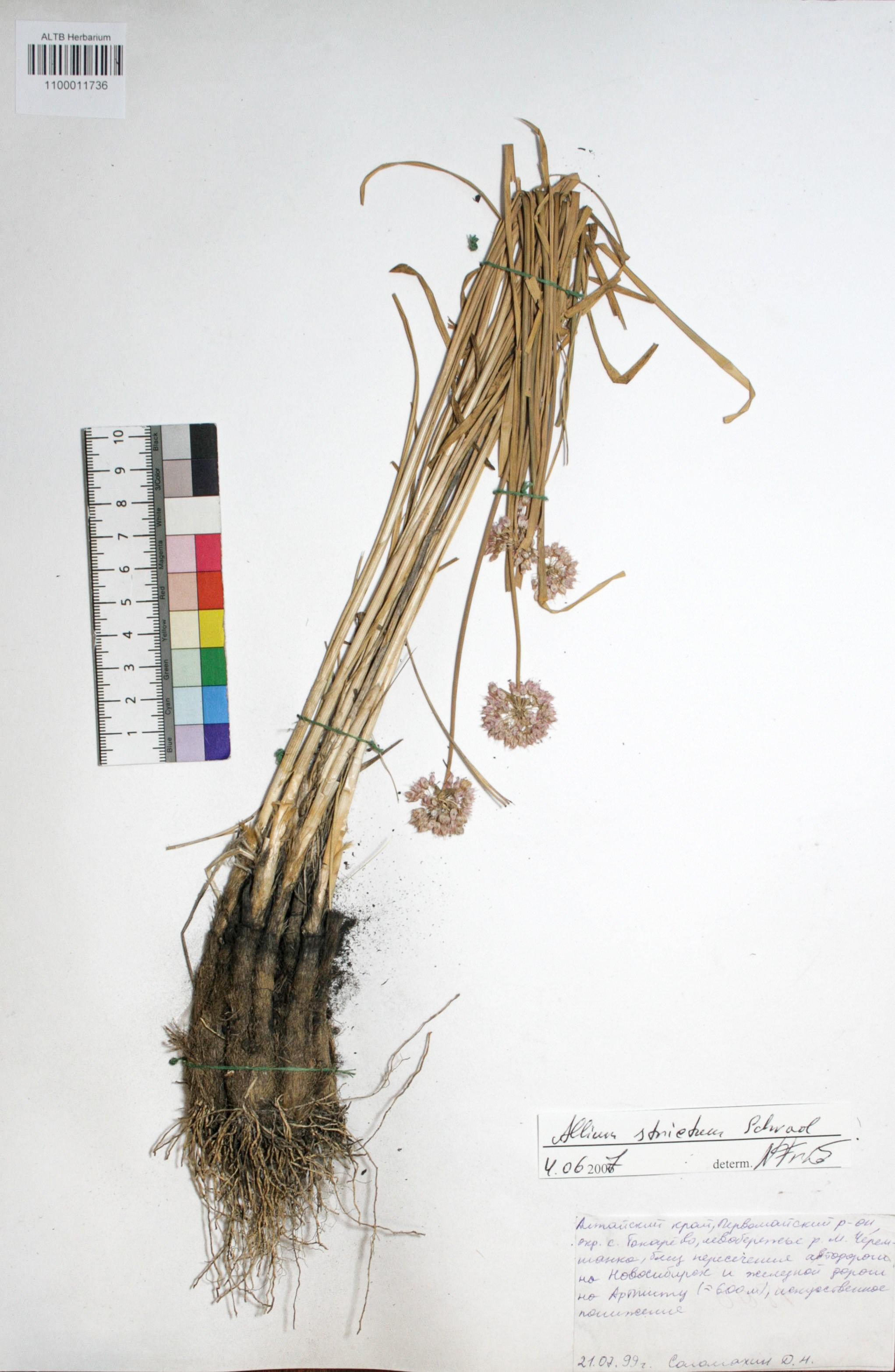 Allium strictum Schrad.