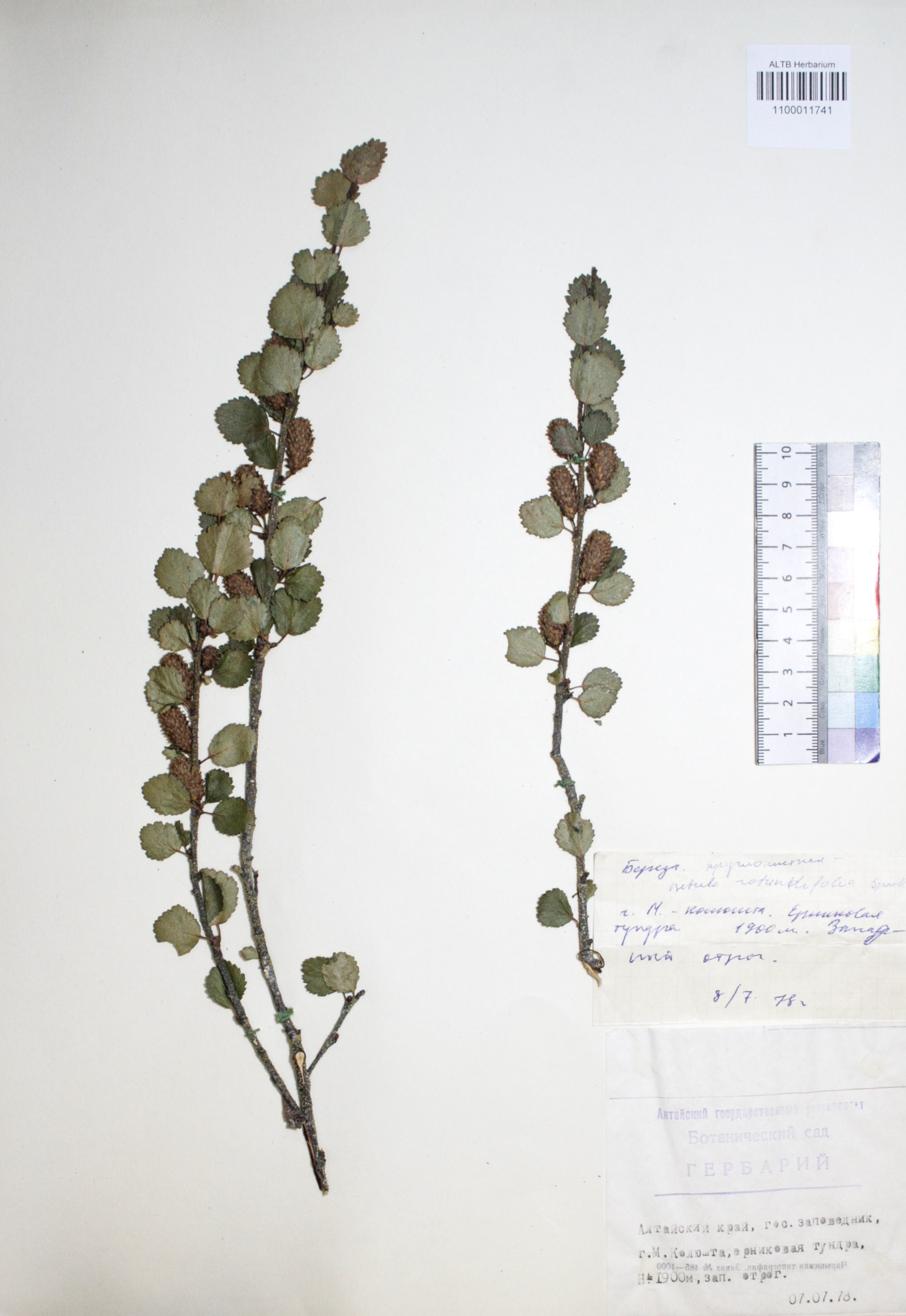 Betula rotundifolia Spach