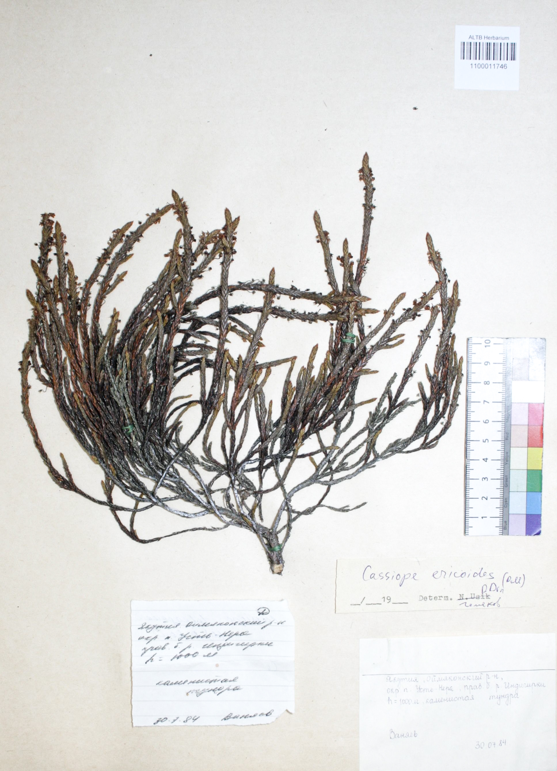 Cassiope ericoides D.Don