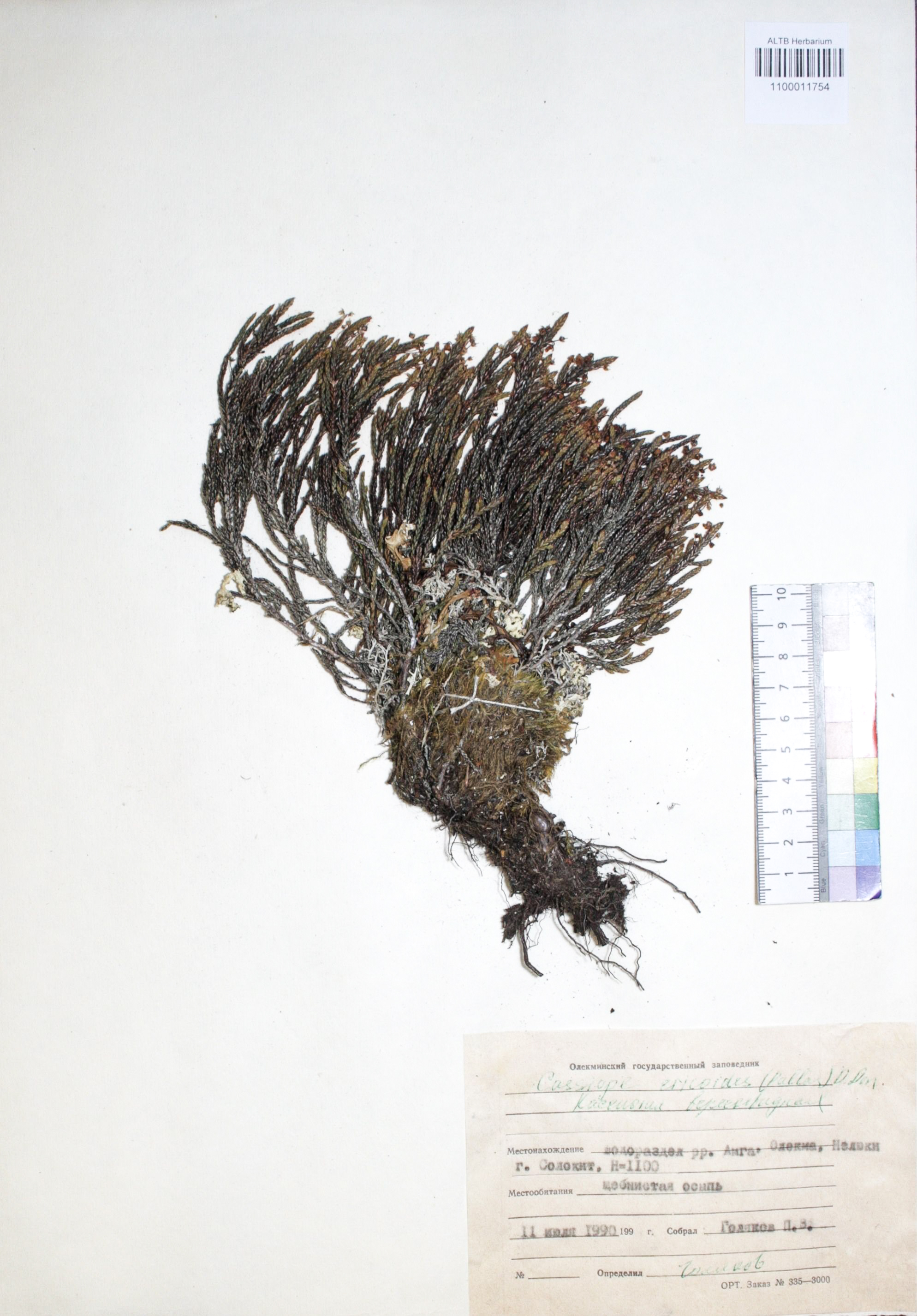 Cassiope ericoides D.Don