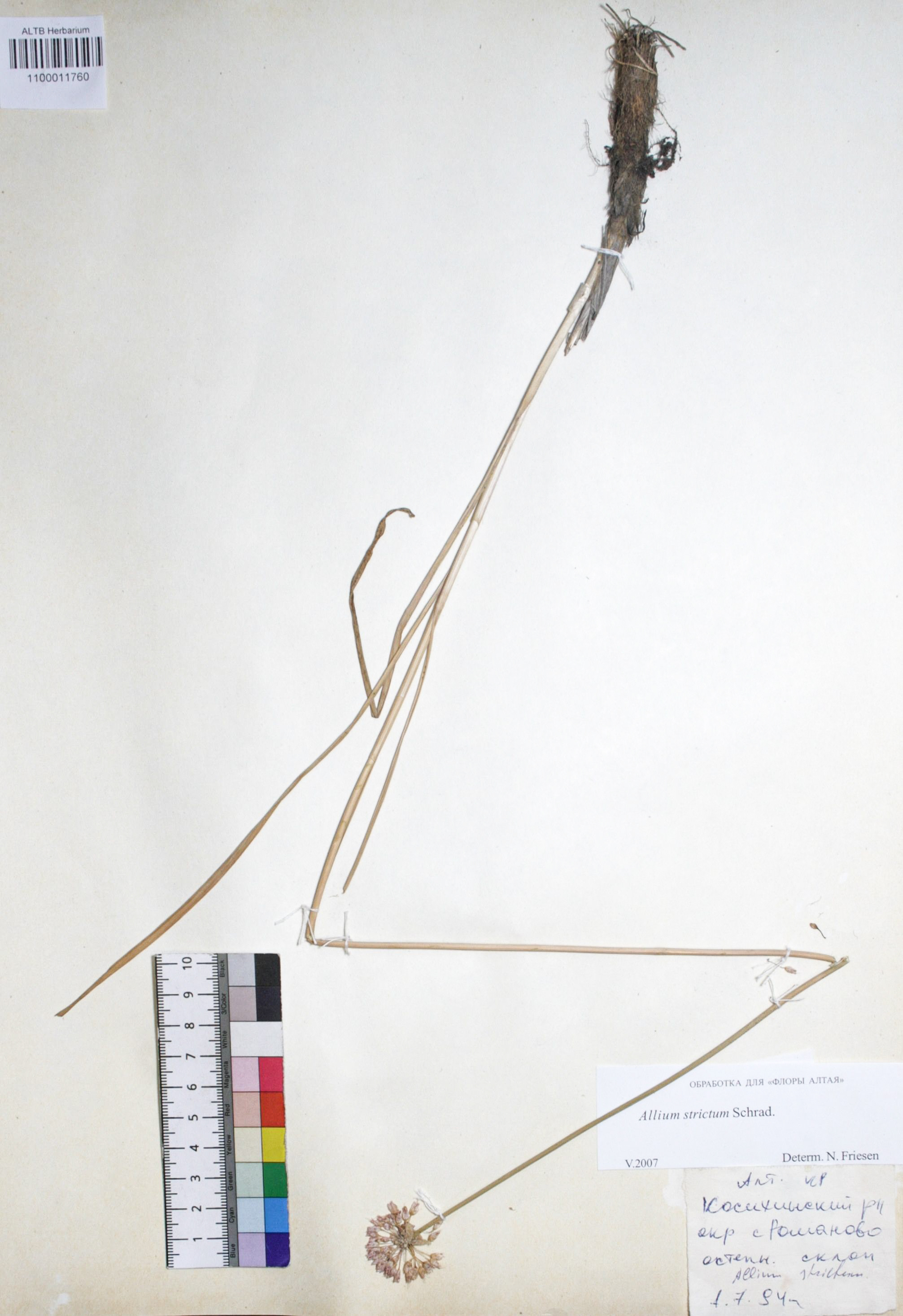 Allium strictum Schrad.