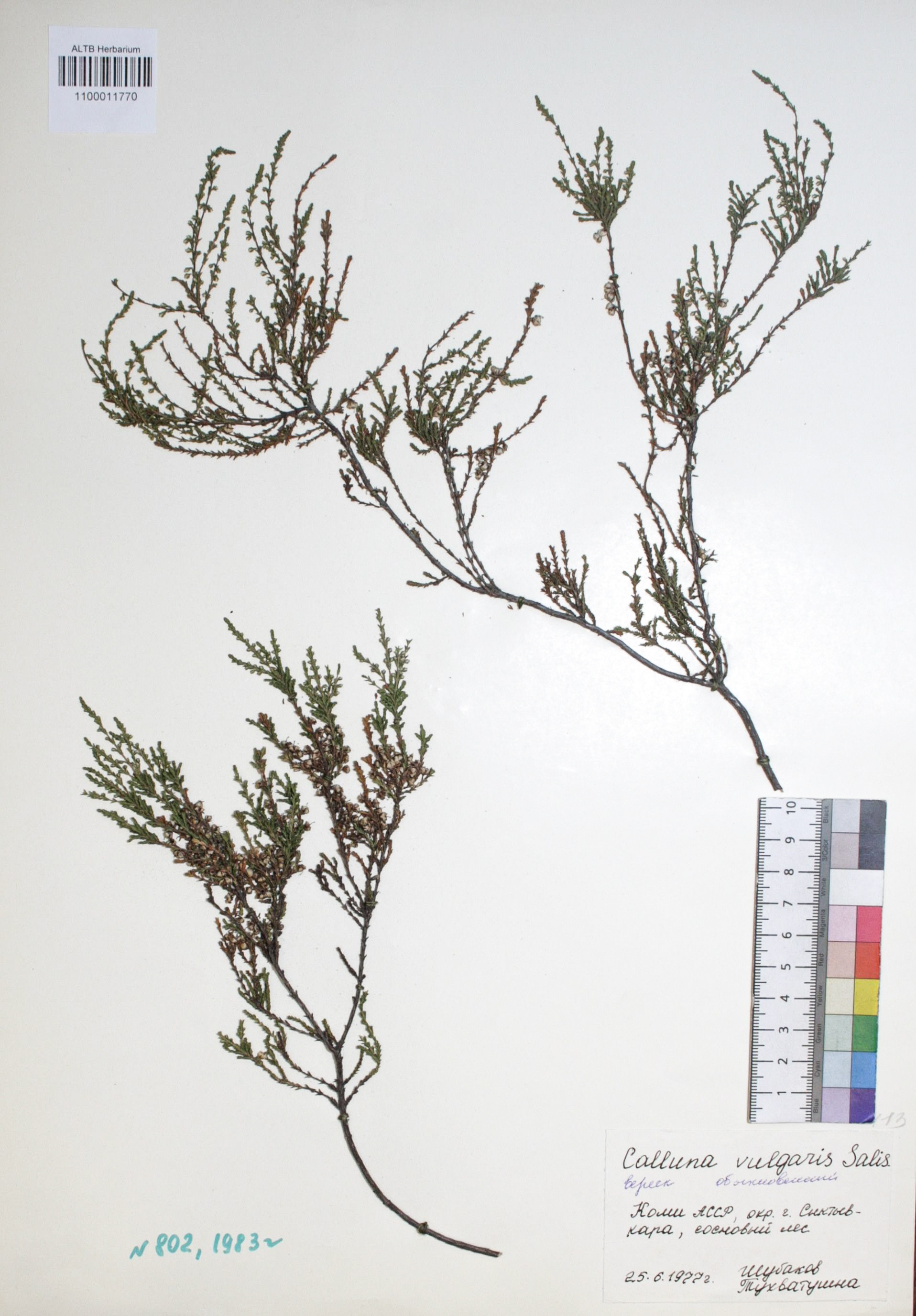 Calluna vulgaris Salisb.