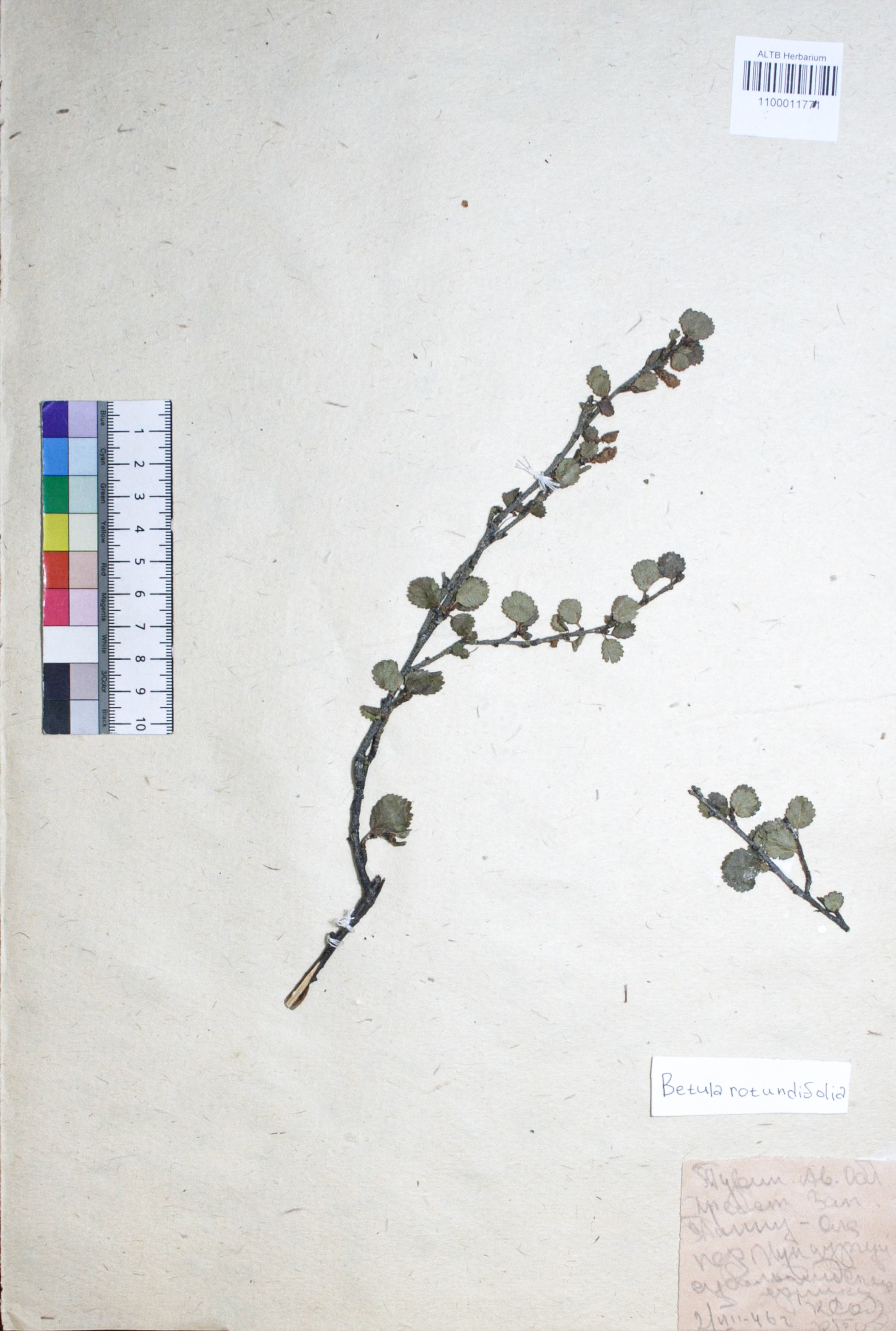 Betula rotundifolia Spach