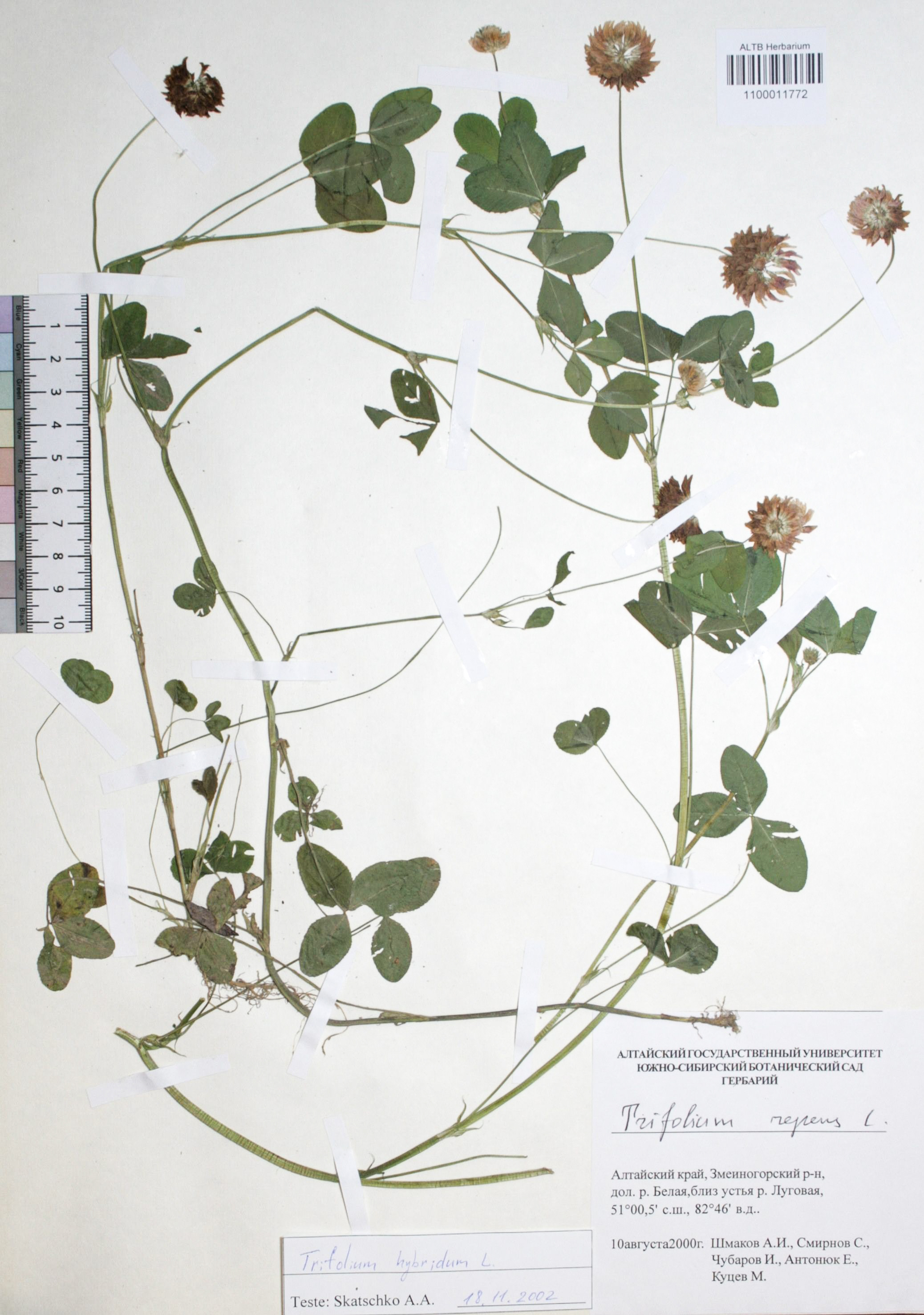 Trifolium repens L.