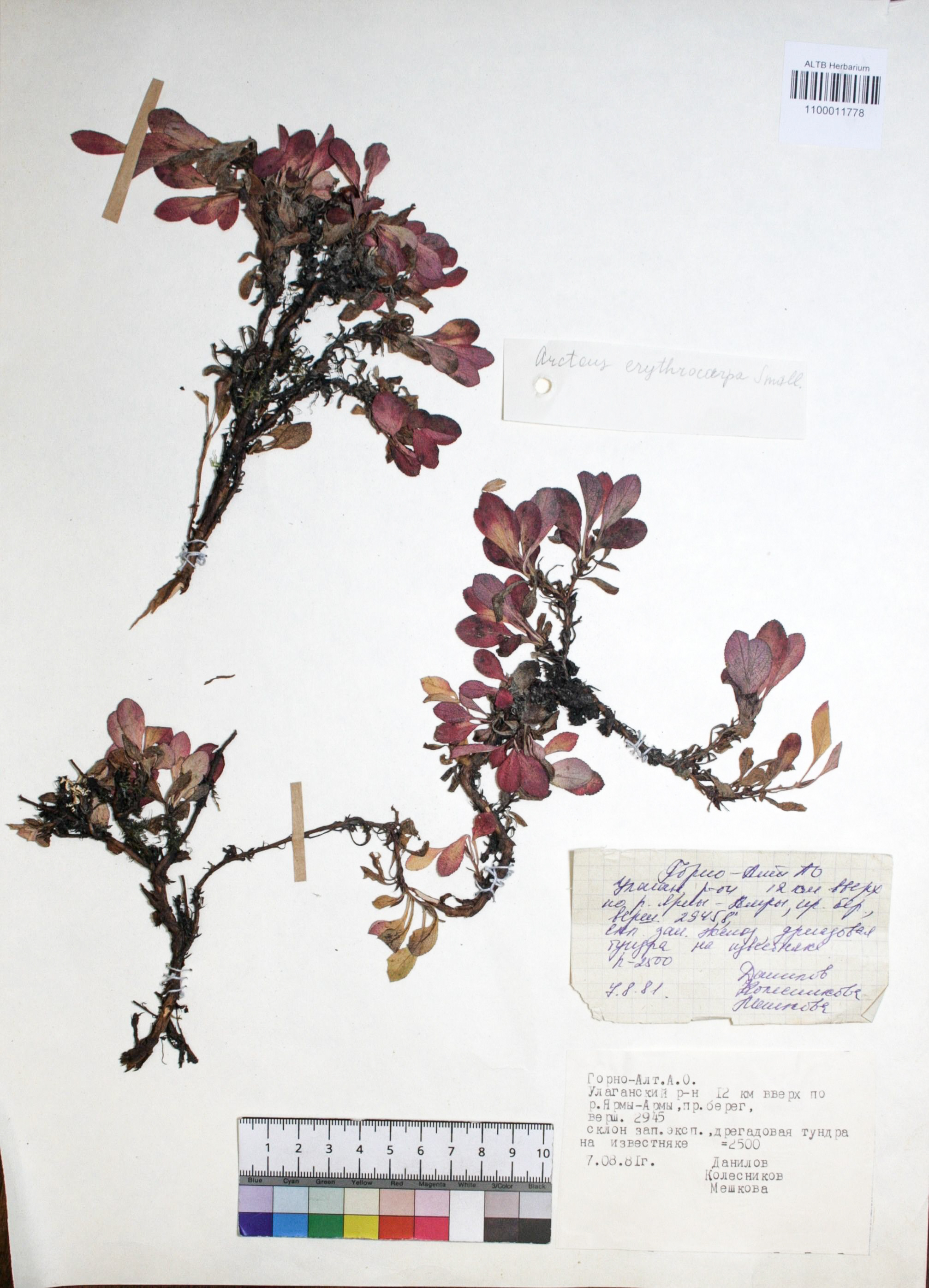 Arctous erythrocarpa Small