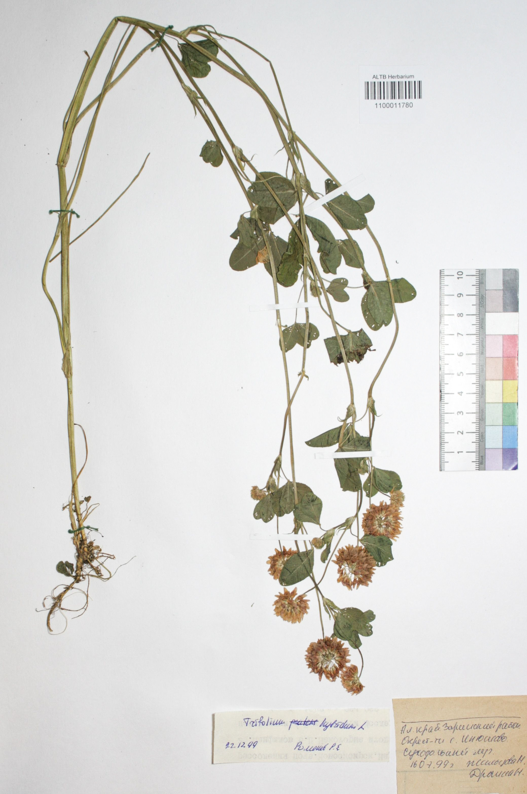 Trifolium hybridum L.
