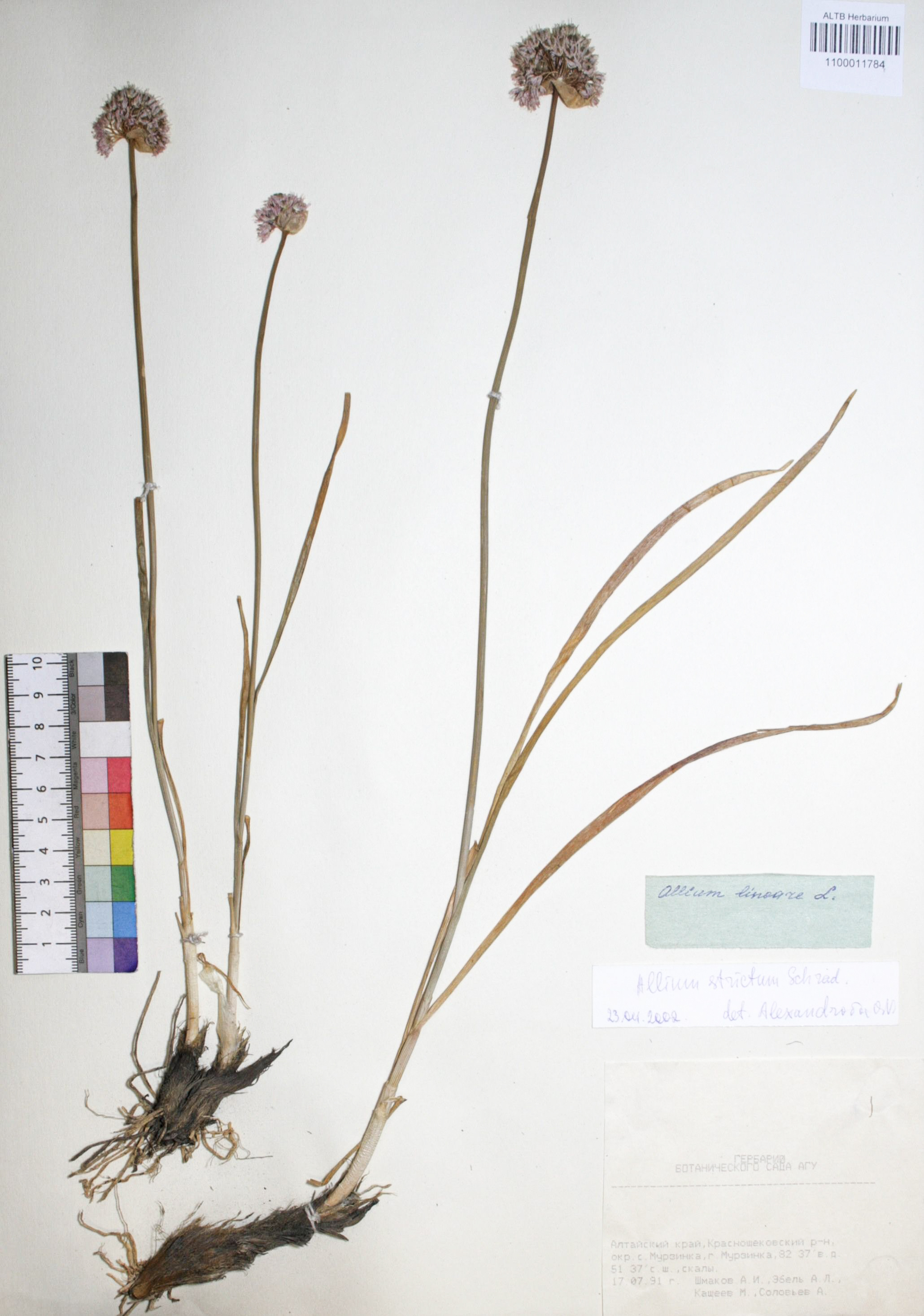 Allium strictum Schrad.