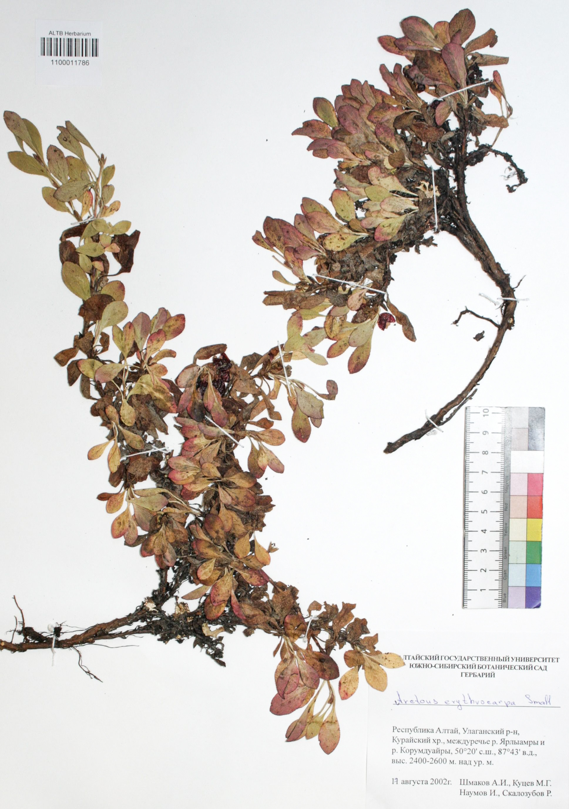 Arctous erythrocarpa Small