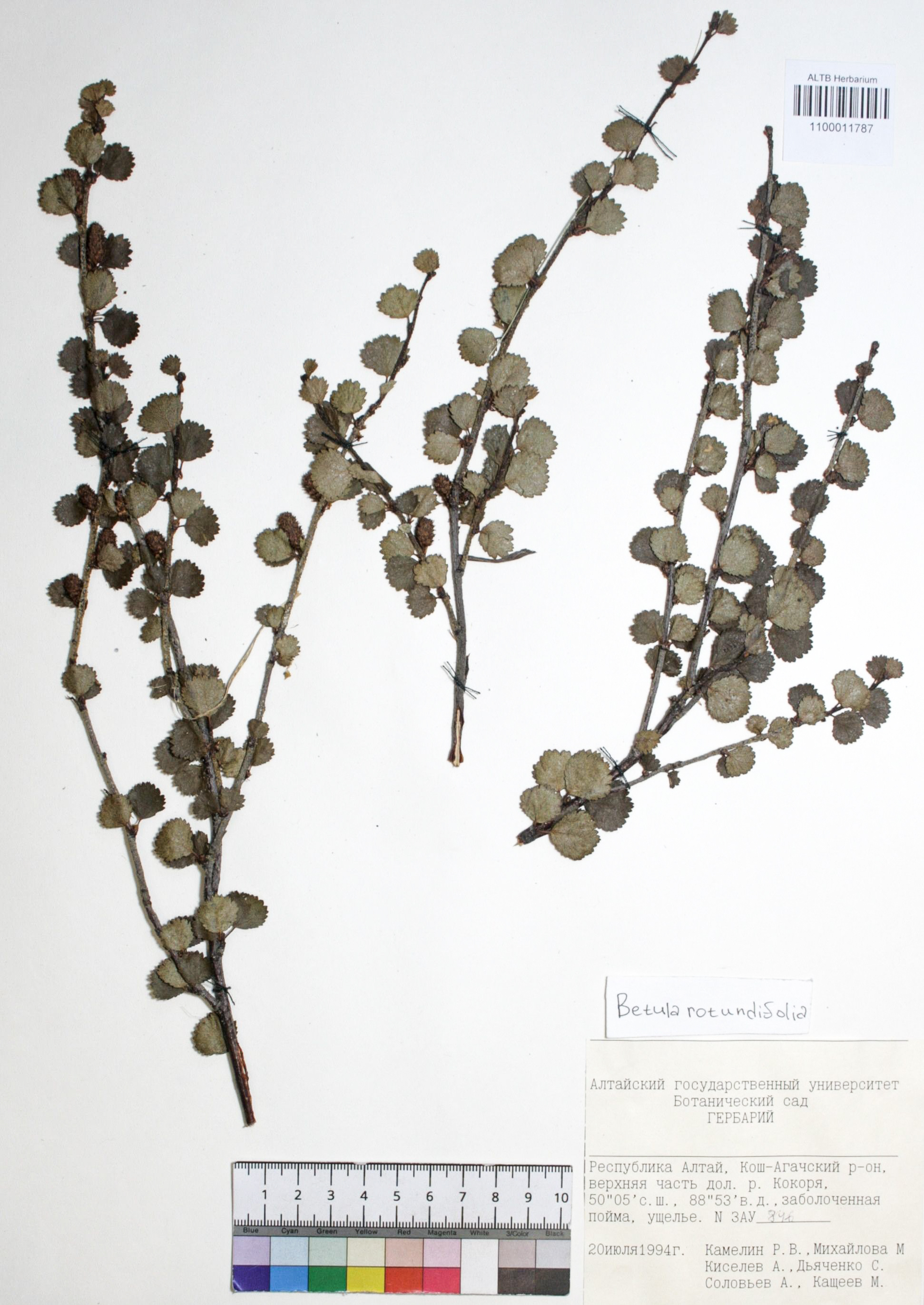 Betula rotundifolia Spach