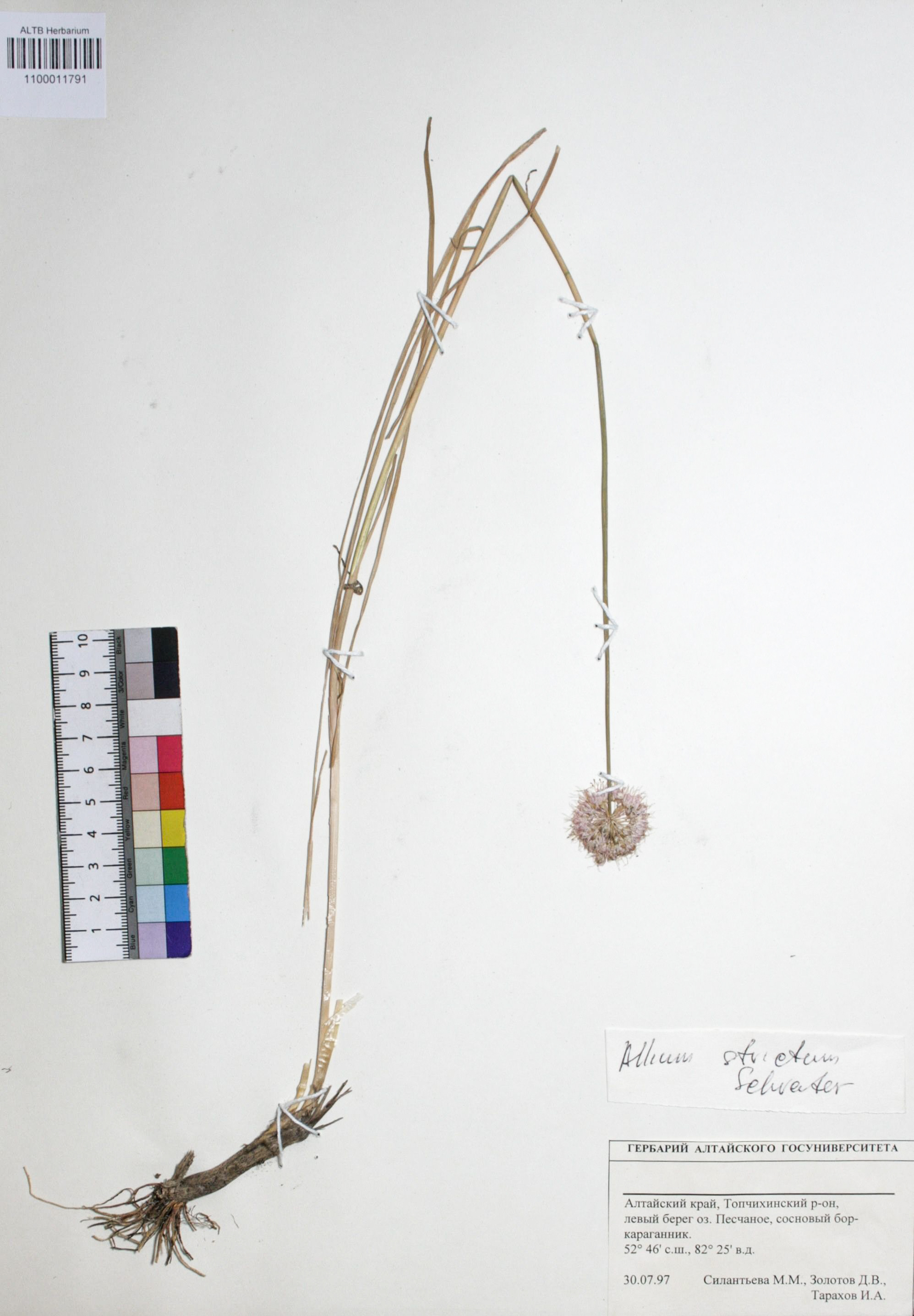 Allium strictum Schrad.