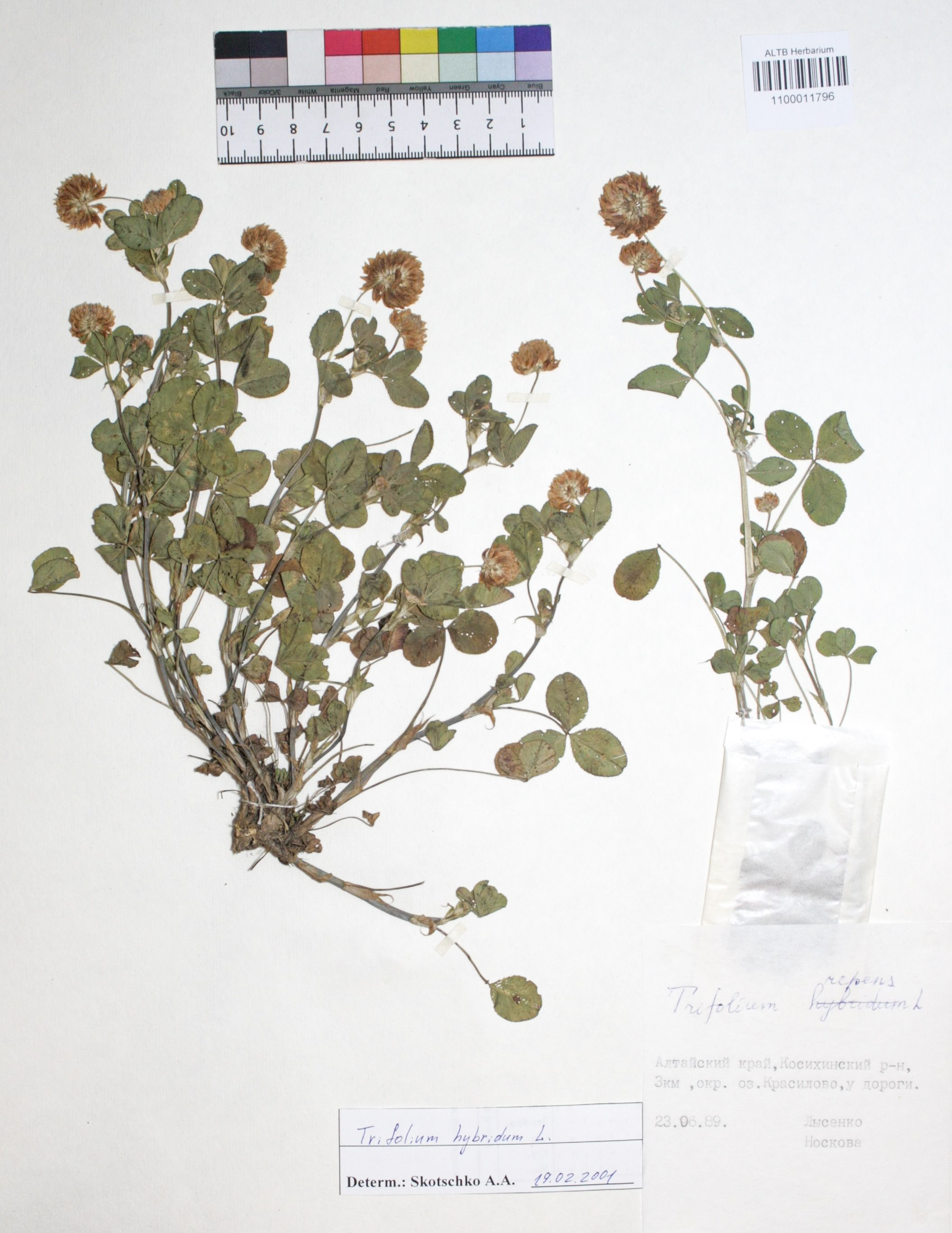 Trifolium hybridum L.