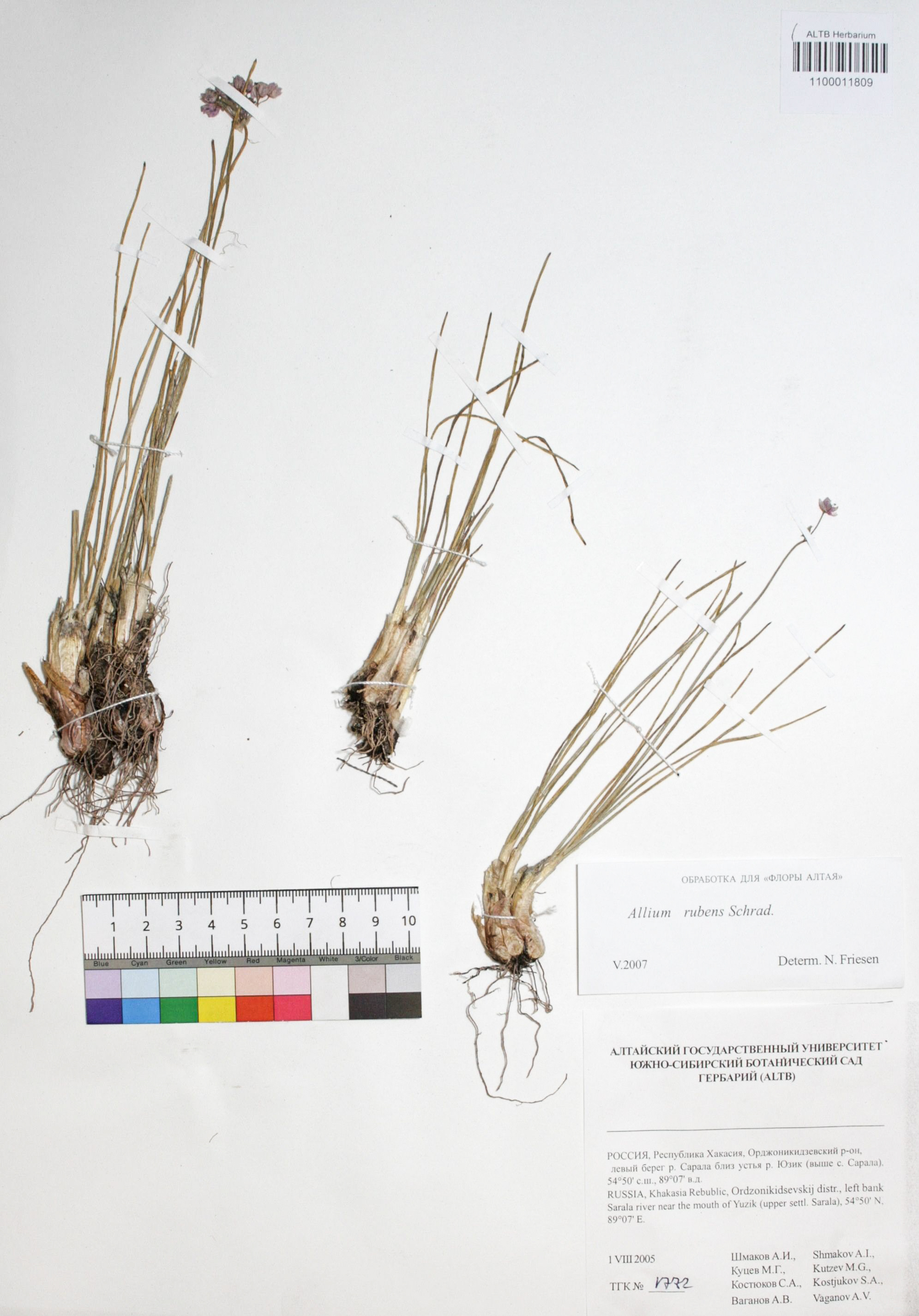 Allium rubens Schrad. ex Willd.